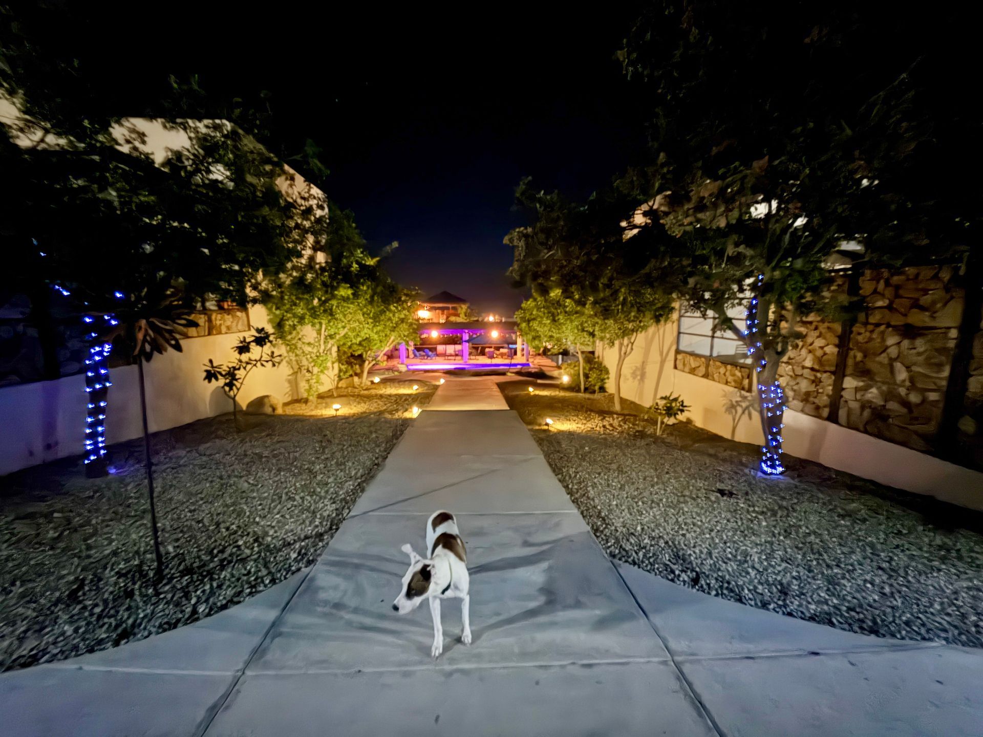 Dog on a lit garden path at night, facing distant colorful lights between trees and walls