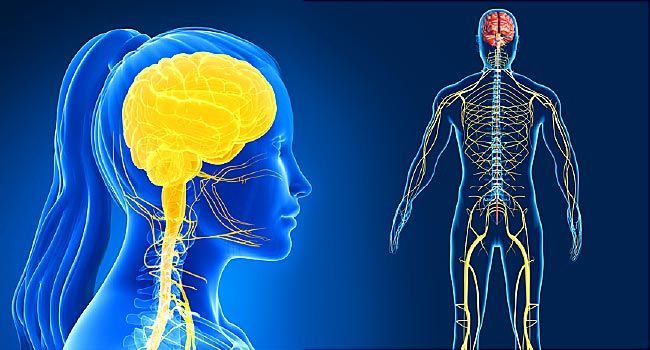 nervous system chiropractor