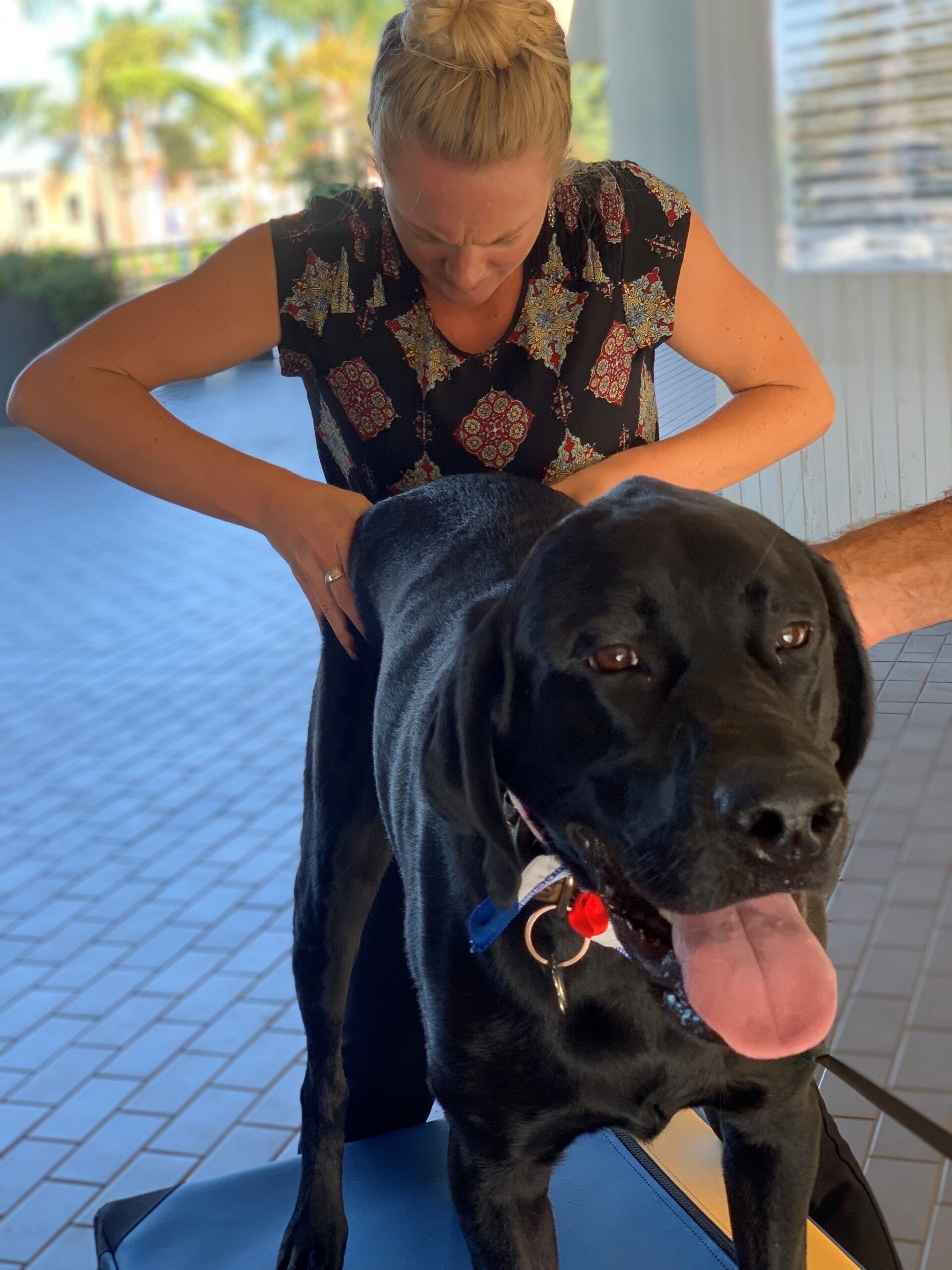 Animal Chiropractic Huntington Beach