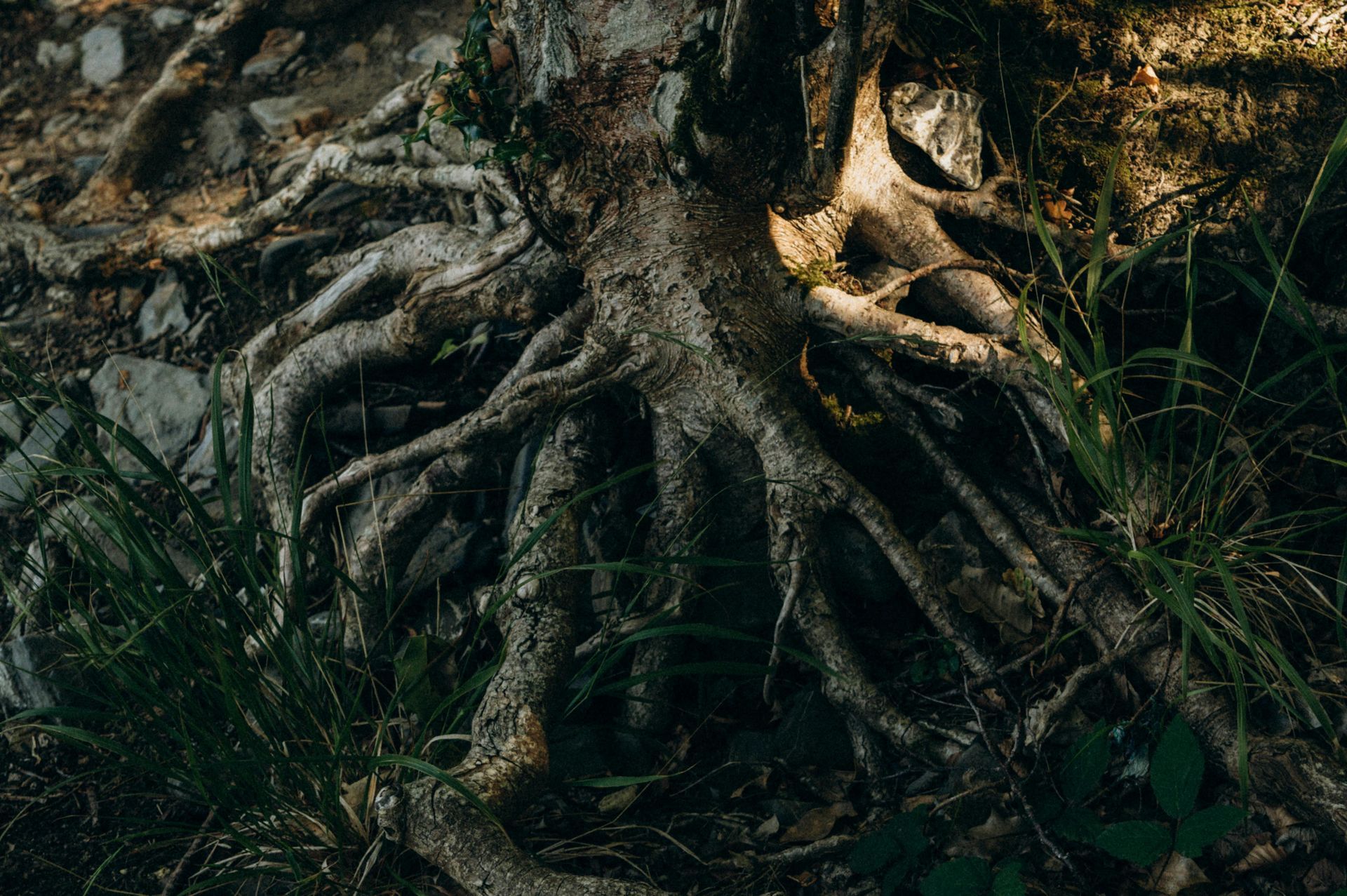 Exposed tree roots and rocks in a dark forest floor with moss and grass