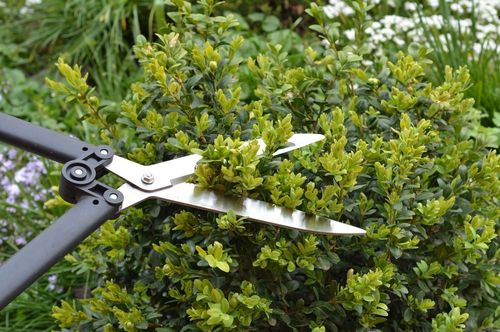 Black hedge shears trimming a green shrub in a garden.