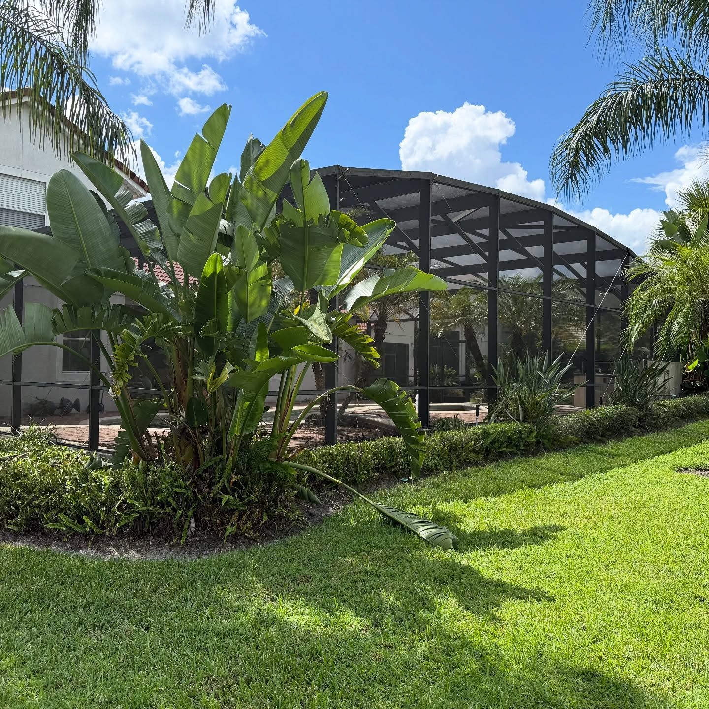 Lush green yard with a screened enclosure under a bright blue sky with puffy clouds.