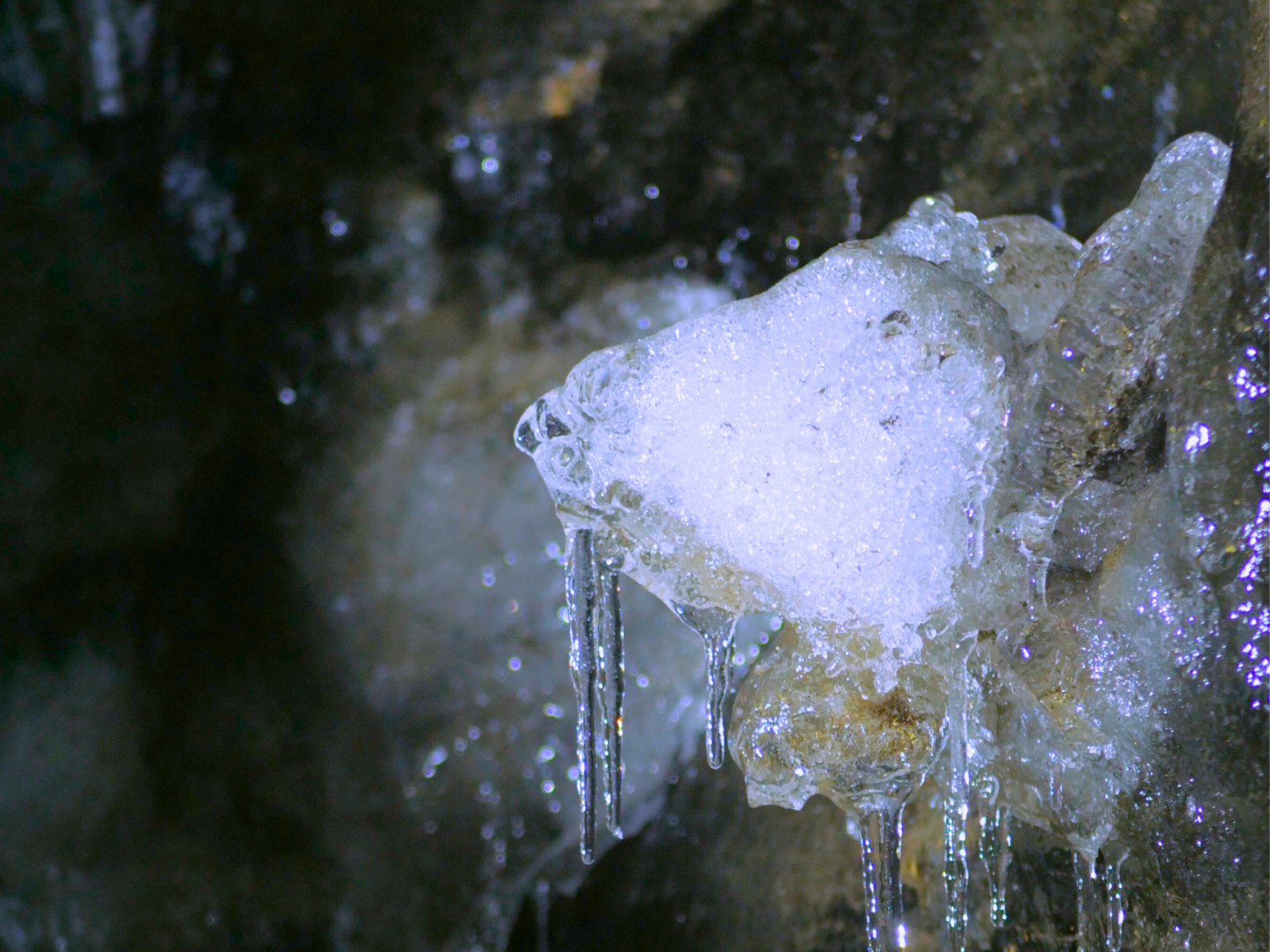 lamb_natural_icecave_tours_iceland