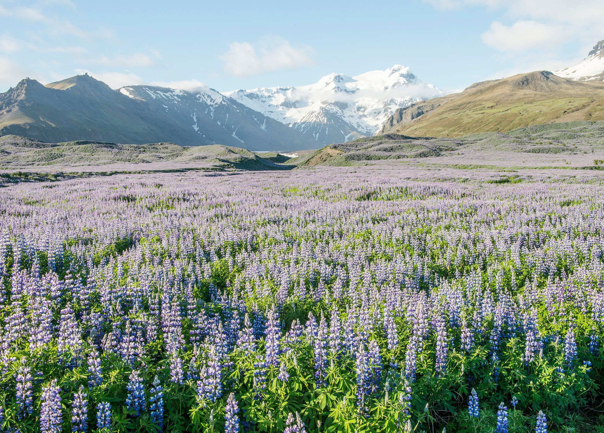 View of the purple flower Lupine and the mountains in the background