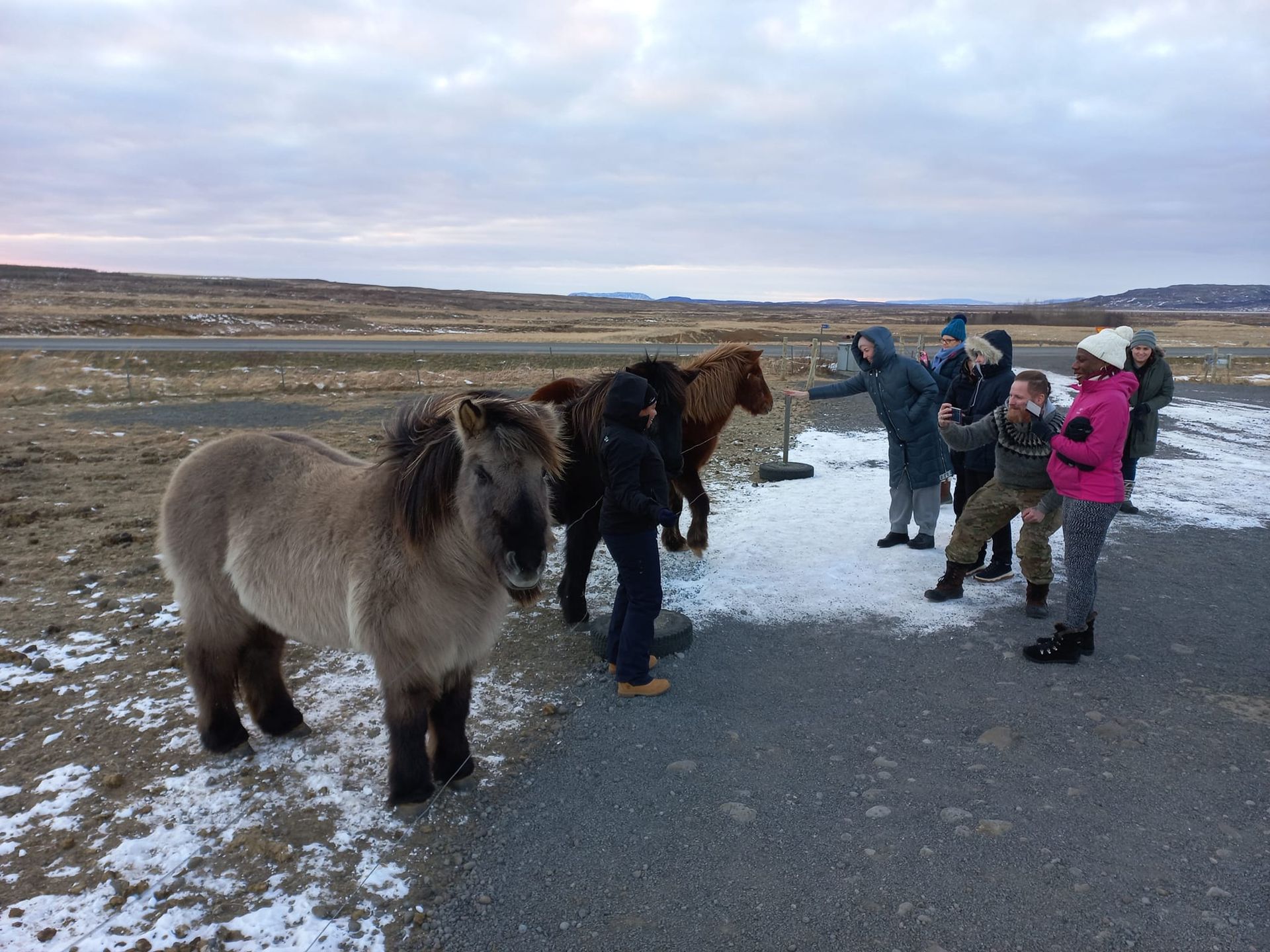 Guests meeting the Icelandic Horses