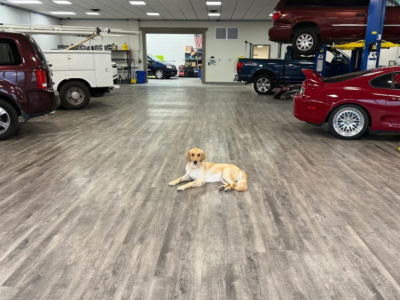Golden Retriever Laying Down On Auto Shop Floor | Best Mechanic in Pensacola, FL - Pensacola AC & Auto Service Center