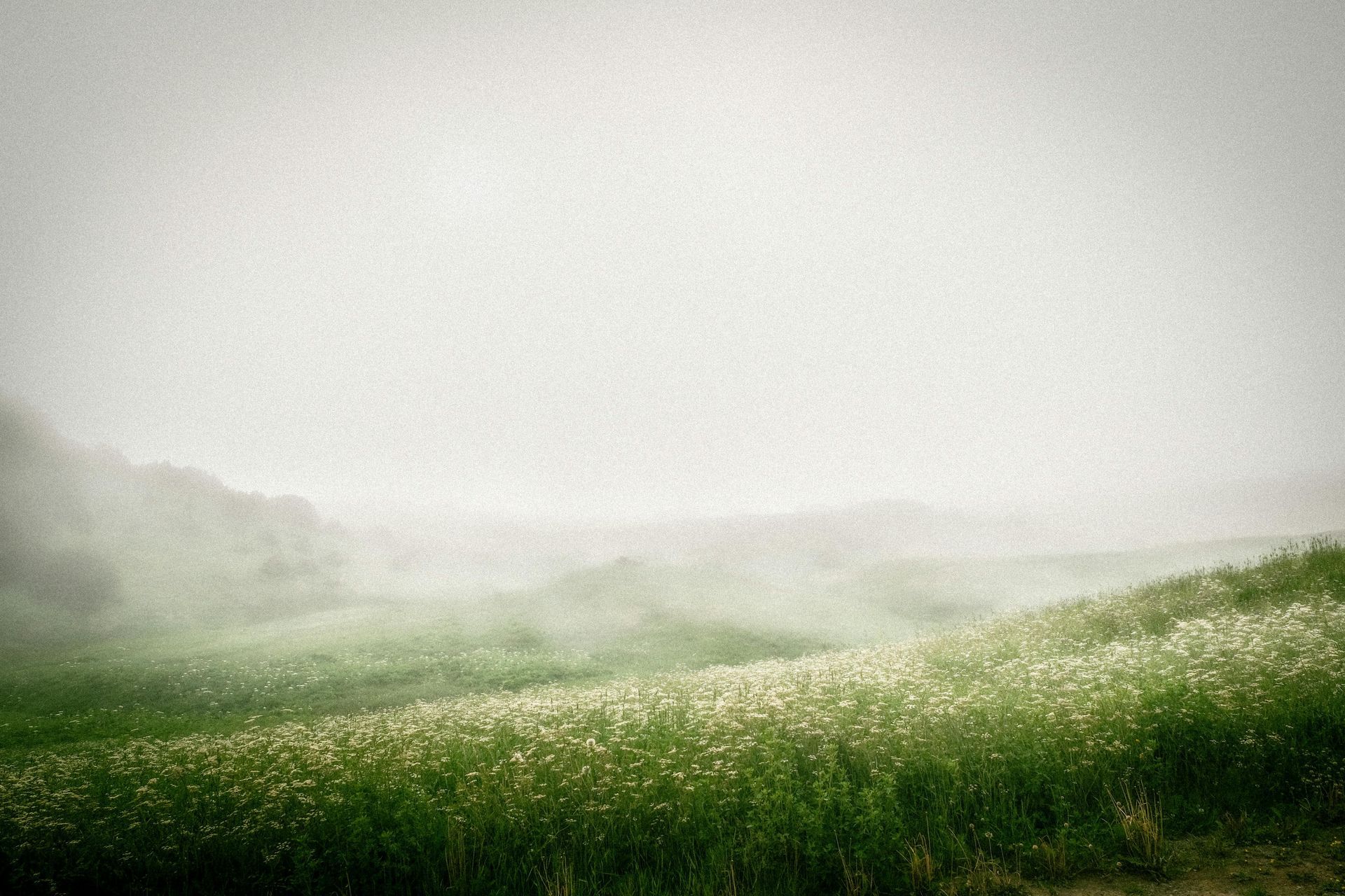 Grassy field with white flowers in the fog.