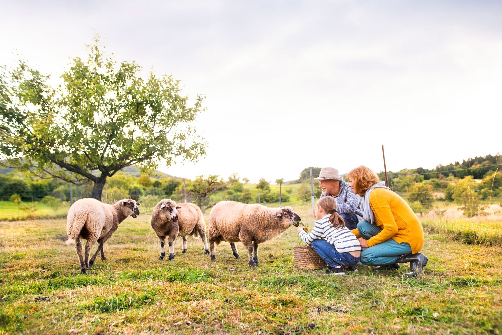 A family is sitting in a field with sheep.