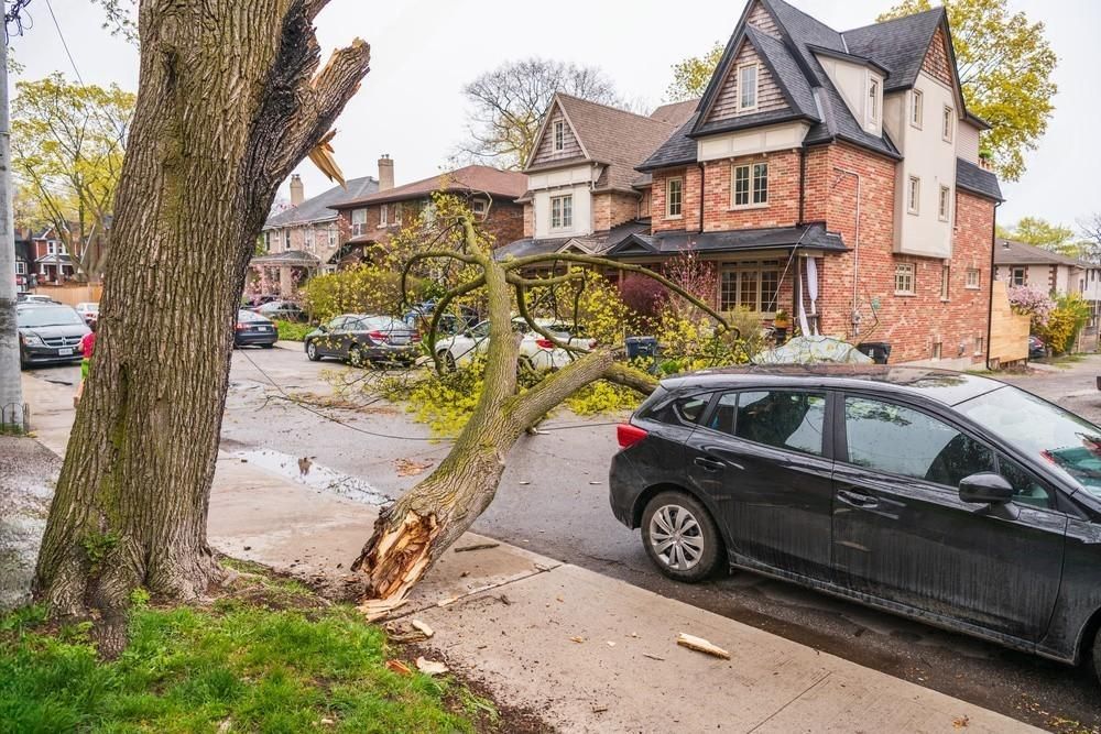 Residential Tree Services : Expert Tree Care Solutions