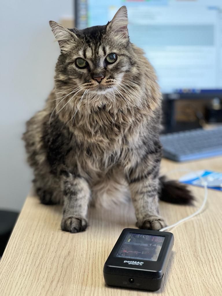 hypertension chat, clinique vétérinaire féline, vétérinaire pour chats, vétérinaire spécialiste du chat, médecine féline, clinique féline Lyon, vétérinaire chats Lyon, soins pour chats, clinique Cat Friendly Lyon, hôpital pour chats, bien-être félin, spécialiste chat Rhône, Entrechats Lyon, consultation vétérinaire chat, vétérinaire chat Lyon, mon chat et moi Lyon, mon chat et moi Rhône, vaccination chat Lyon, médecine féline, soins chat, vétérinaire félin Rhône, check-up chat, prévention santé chat, vétérinaire comportement chat, chat stressé vétérinaire, chat agressif vétérinaire, comportement félin, clinique Cat Friendly Lyon, bien-être félin, soins doux chat, apaiser chat, hospitalisation chat, chirurgie féline, anesthésie chat, soins post-opératoires chat, hôpital vétérinaire Rhône, clinique féline Lyon, surveillance vétérinaire chat, chirurgie douce chat, nutrition féline, alimentation chat, prévention maladies chat, conseils vétérinaires chat, suivi de poids chat, santé féline Lyon, vétérinaire nutrition chat,clinique Cat Friendly Lyon, équipe vétérinaire chats, vétérinaire félin Lyon, médecine du chat, bien-être félin, soins respectueux, spécialiste chat Lyon, conseils vétérinaires chat, blog chat, santé du chat, comportement félin, soins chat Lyon, prévention chat,
