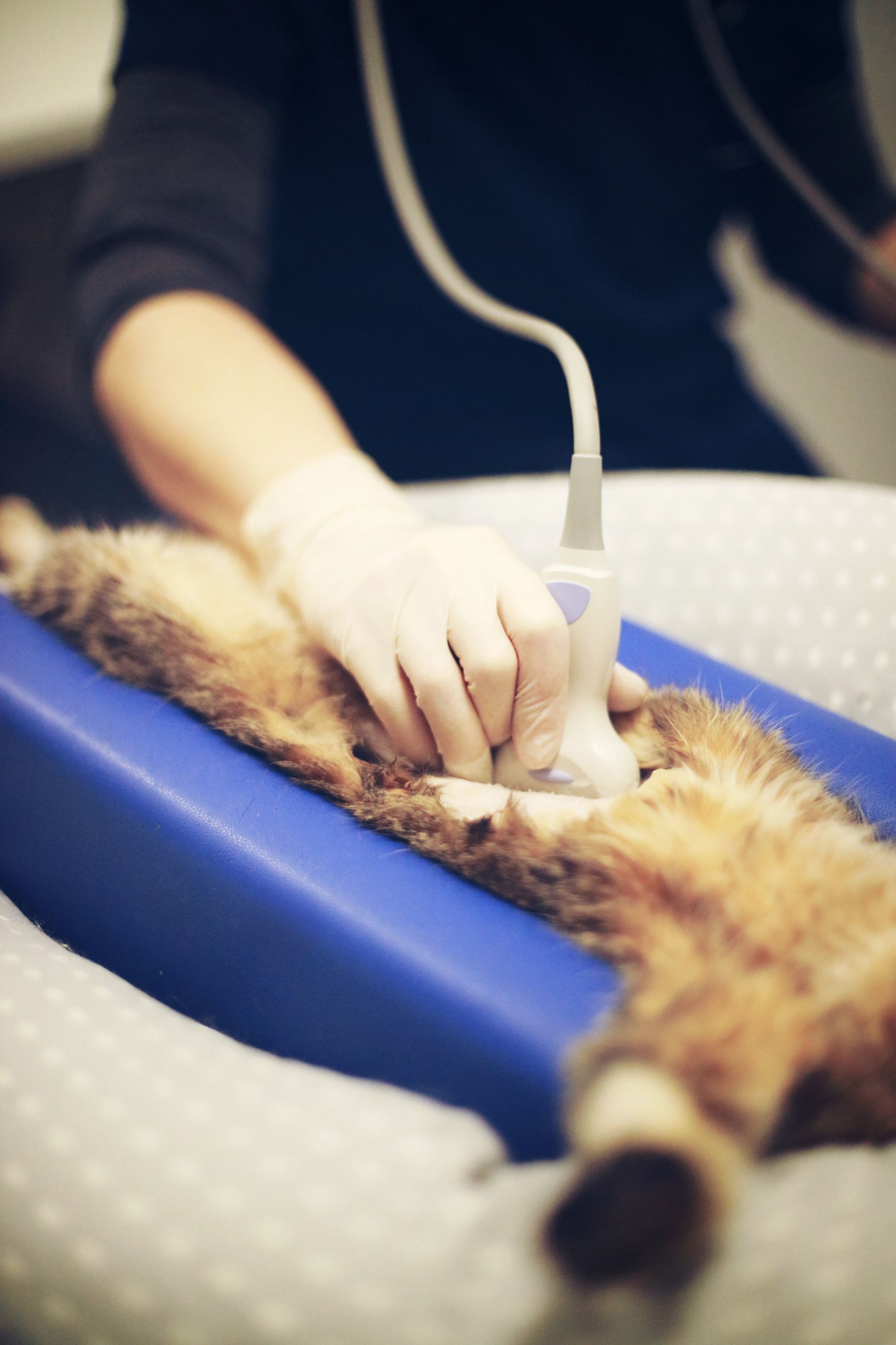 clinique vétérinaire féline, vétérinaire pour chats, vétérinaire spécialiste du chat, médecine féline, clinique féline Lyon, vétérinaire chats Lyon, soins pour chats, clinique Cat Friendly Lyon, hôpital pour chats, bien-être félin, spécialiste chat Rhône, Entrechats Lyon, consultation vétérinaire chat, vétérinaire chat Lyon, mon chat et moi Lyon, mon chat et moi Rhône, vaccination chat Lyon, médecine féline, soins chat, vétérinaire félin Rhône, check-up chat, prévention santé chat, vétérinaire comportement chat, chat stressé vétérinaire, chat agressif vétérinaire, comportement félin, clinique Cat Friendly Lyon, bien-être félin, soins doux chat, apaiser chat, hospitalisation chat, chirurgie féline, anesthésie chat, soins post-opératoires chat, hôpital vétérinaire Rhône, clinique féline Lyon, surveillance vétérinaire chat, chirurgie douce chat, nutrition féline, alimentation chat, prévention maladies chat, conseils vétérinaires chat, suivi de poids chat, santé féline Lyon, vétérinaire nutrition chat,clinique Cat Friendly Lyon, équipe vétérinaire chats, vétérinaire félin Lyon, médecine du chat, bien-être félin, soins respectueux, spécialiste chat Lyon, conseils vétérinaires chat, blog chat, santé du chat, comportement félin, soins chat Lyon, prévention chat,