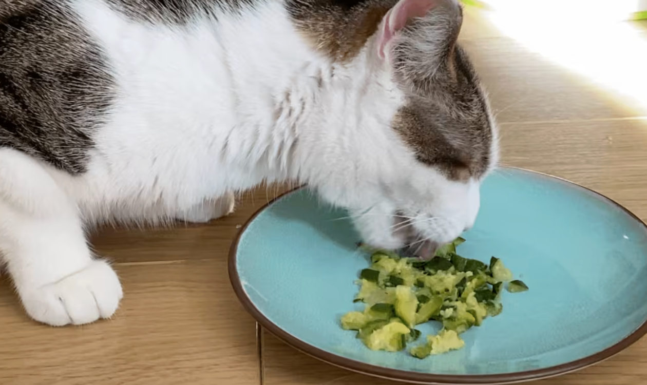 Courgettes chat, courgettes pour chat, légumes pour chat, aliment sain chat, donner légumes chat,