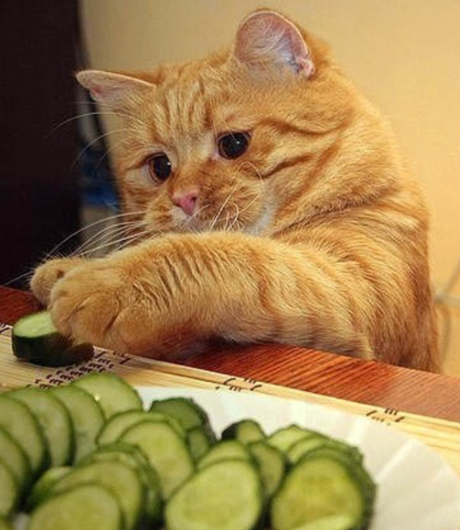 Courgettes chat, courgettes pour chat, légumes pour chat, aliment sain chat, donner légumes chat, chat mange courgettes, alimentation féline légumes, bienfaits courgettes chat, recette courgettes chat, légumes cuits pour chat, consultation vétérinaire teigne chat Entrechats Lyon, consultation vétérinaire chat, vétérinaire chat Lyon, mon chat et moi Lyon, mon chat et moi Rhône, vaccination chat Lyon, médecine féline, soins chat, vétérinaire félin Rhône, check-up chat, prévention santé chat, vétérinaire comportement chat, chat stressé vétérinaire, chat agressif vétérinaire, comportement félin, clinique Cat Friendly Lyon, bien-être félin, soins doux chat, apaiser chat, hospitalisation chat, chirurgie féline, anesthésie chat, soins post-opératoires chat, hôpital vétérinaire Rhône, clinique féline Lyon, surveillance vétérinaire chat, chirurgie douce chat, nutrition féline, alimentation chat, prévention maladies chat, conseils vétérinaires chat, suivi de poids chat, santé féline Lyon, vétérinaire nutrition chat,clinique Cat Friendly Lyon, équipe vétérinaire chats, vétérinaire félin Lyon, médecine du chat, bien-être félin, soins respectueux, spécialiste chat Lyon, conseils vétérinaires chat, blog chat, santé du chat, comportement félin, soins chat Lyon, prévention chat