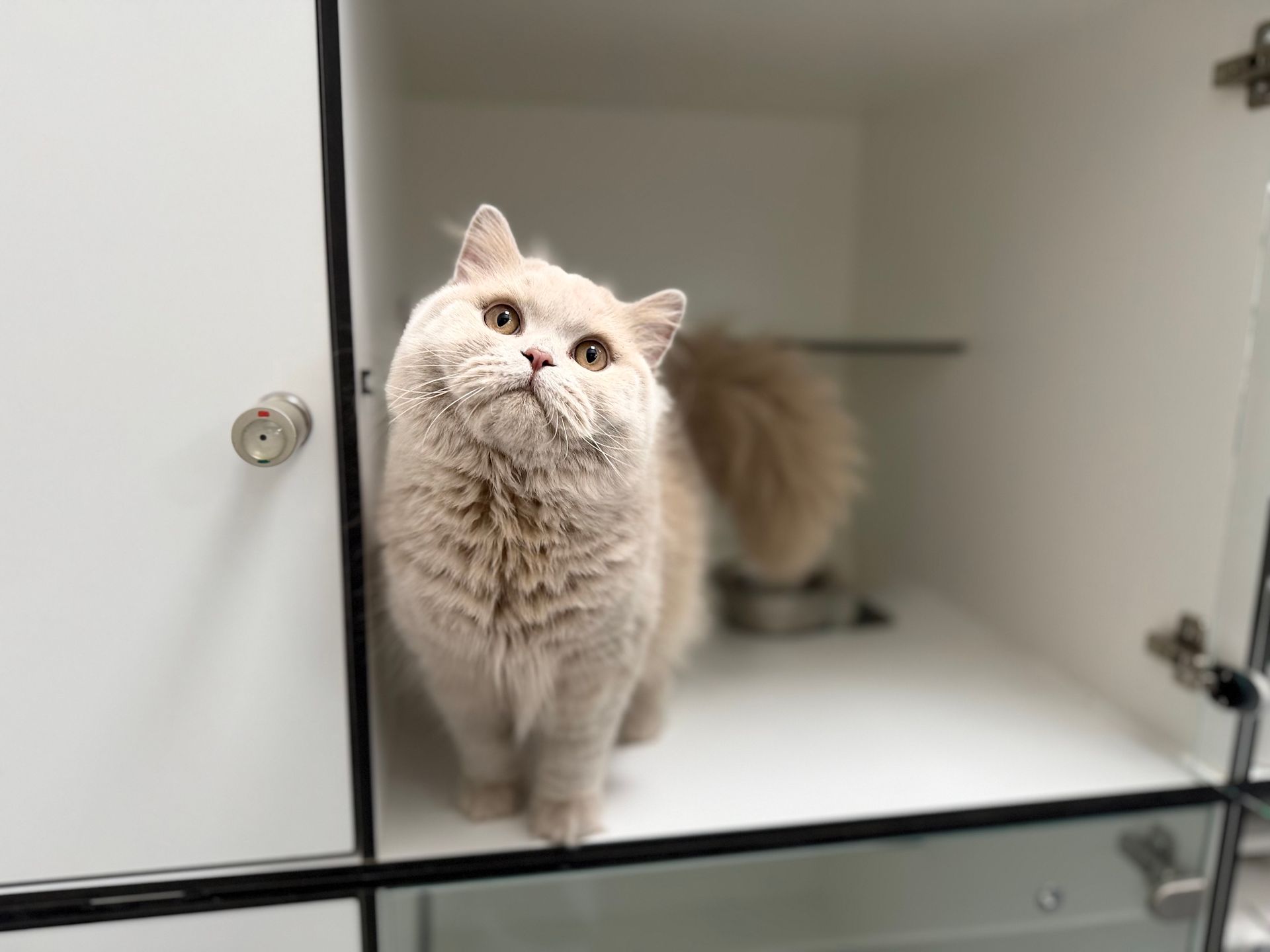 clinique vétérinaire féline, vétérinaire pour chats, vétérinaire spécialiste du chat, médecine féline, clinique féline Lyon, vétérinaire chats Lyon, soins pour chats, clinique Cat Friendly Lyon, hôpital pour chats, bien-être félin, spécialiste chat Rhône, Entrechats Lyon, consultation vétérinaire chat, vétérinaire chat Lyon, mon chat et moi Lyon, mon chat et moi Rhône, vaccination chat Lyon, médecine féline, soins chat, vétérinaire félin Rhône, check-up chat, prévention santé chat, vétérinaire comportement chat, chat stressé vétérinaire, chat agressif vétérinaire, comportement félin, clinique Cat Friendly Lyon, bien-être félin, soins doux chat, apaiser chat, hospitalisation chat, chirurgie féline, anesthésie chat, soins post-opératoires chat, hôpital vétérinaire Rhône, clinique féline Lyon, surveillance vétérinaire chat, chirurgie douce chat, nutrition féline, alimentation chat, prévention maladies chat, conseils vétérinaires chat, suivi de poids chat, santé féline Lyon, vétérinaire nutrition chat,clinique Cat Friendly Lyon, équipe vétérinaire chats, vétérinaire félin Lyon, médecine du chat, bien-être félin, soins respectueux, spécialiste chat Lyon, conseils vétérinaires chat, blog chat, santé du chat, comportement félin, soins chat Lyon, prévention chat,