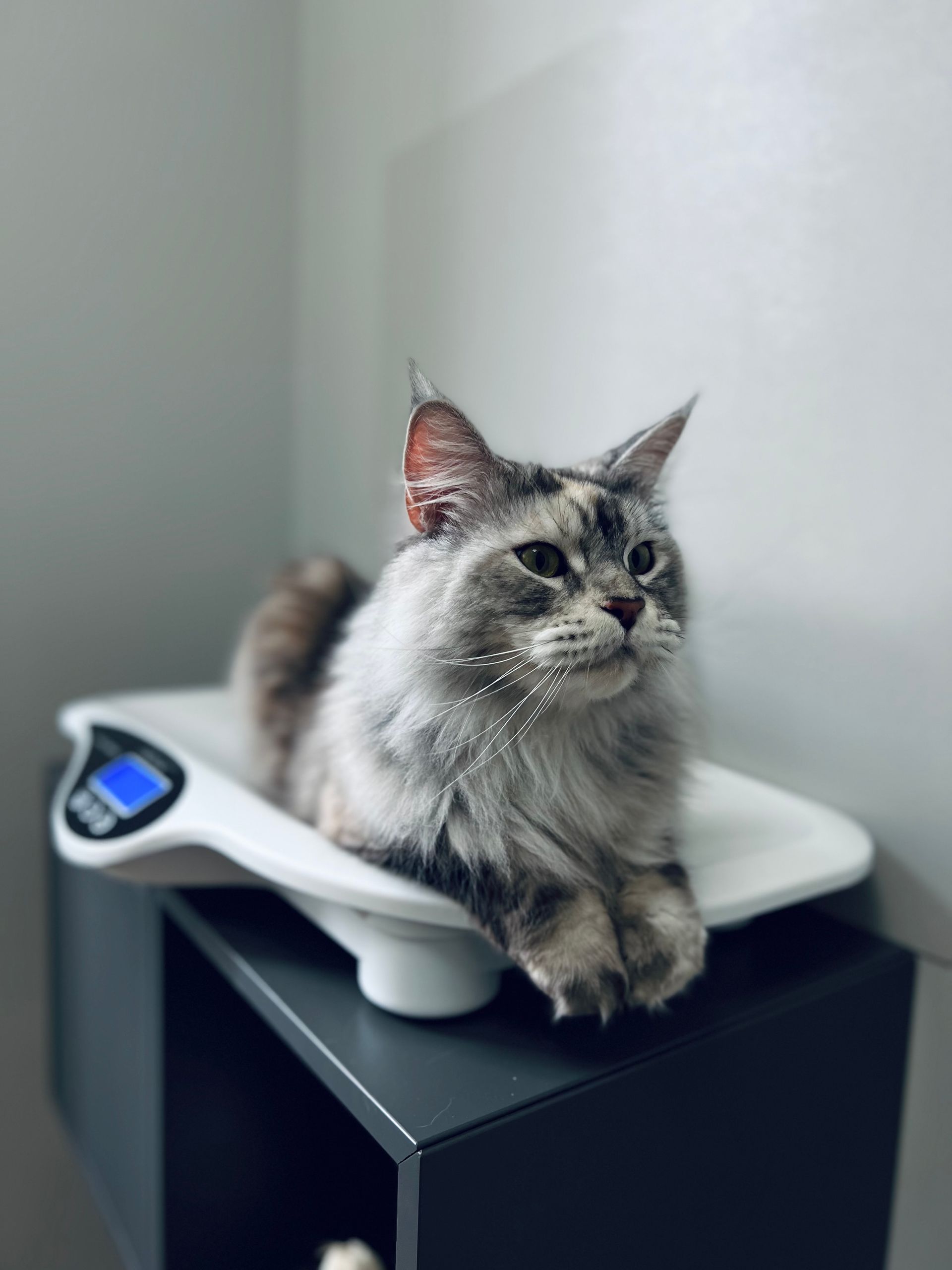 mon chat est gros, mon chat est en surpoids, comment savoir si mon chat est gros, clinique vétérinaire féline, vétérinaire pour chats, vétérinaire spécialiste du chat, médecine féline, clinique féline Lyon, vétérinaire chats Lyon, soins pour chats, clinique Cat Friendly Lyon, hôpital pour chats, bien-être félin, spécialiste chat Rhône, Entrechats Lyon, consultation vétérinaire chat, vétérinaire chat Lyon, mon chat et moi Lyon, mon chat et moi Rhône, vaccination chat Lyon, médecine féline, soins chat, vétérinaire félin Rhône, check-up chat, prévention santé chat, vétérinaire comportement chat, chat stressé vétérinaire, chat agressif vétérinaire, comportement félin, clinique Cat Friendly Lyon, bien-être félin, soins doux chat, apaiser chat, hospitalisation chat, chirurgie féline, anesthésie chat, soins post-opératoires chat, hôpital vétérinaire Rhône, clinique féline Lyon, surveillance vétérinaire chat, chirurgie douce chat, nutrition féline, alimentation chat, prévention maladies chat, conseils vétérinaires chat, suivi de poids chat, santé féline Lyon, vétérinaire nutrition chat,clinique Cat Friendly Lyon, équipe vétérinaire chats, vétérinaire félin Lyon, médecine du chat, bien-être félin, soins respectueux, spécialiste chat Lyon, conseils vétérinaires chat, blog chat, santé du chat, comportement félin, soins chat Lyon, prévention chat,