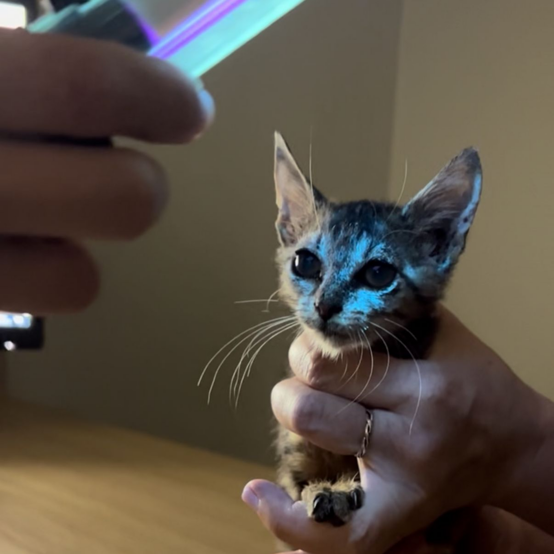 Teigne chat, teigne féline, mycose chat, infection cutanée chat, symptômes teigne chat, traitement teigne chat, teigne chat contagieuse humain, prévention teigne chat, soigner teigne chat naturellement, teigne chez le chat causes et soins, consultation vétérinaire teigne chat Entrechats Lyon, consultation vétérinaire chat, vétérinaire chat Lyon, mon chat et moi Lyon, mon chat et moi Rhône, vaccination chat Lyon, médecine féline, soins chat, vétérinaire félin Rhône, check-up chat, prévention santé chat, vétérinaire comportement chat, chat stressé vétérinaire, chat agressif vétérinaire, comportement félin, clinique Cat Friendly Lyon, bien-être félin, soins doux chat, apaiser chat, hospitalisation chat, chirurgie féline, anesthésie chat, soins post-opératoires chat, hôpital vétérinaire Rhône, clinique féline Lyon, surveillance vétérinaire chat, chirurgie douce chat, nutrition féline, alimentation chat, prévention maladies chat, conseils vétérinaires chat, suivi de poids chat, santé féline Lyon, vétérinaire nutrition chat,clinique Cat Friendly Lyon, équipe vétérinaire chats, vétérinaire félin Lyon, médecine du chat, bien-être félin, soins respectueux, spécialiste chat Lyon, conseils vétérinaires chat, blog chat, santé du chat, comportement félin, soins chat Lyon, prévention chat