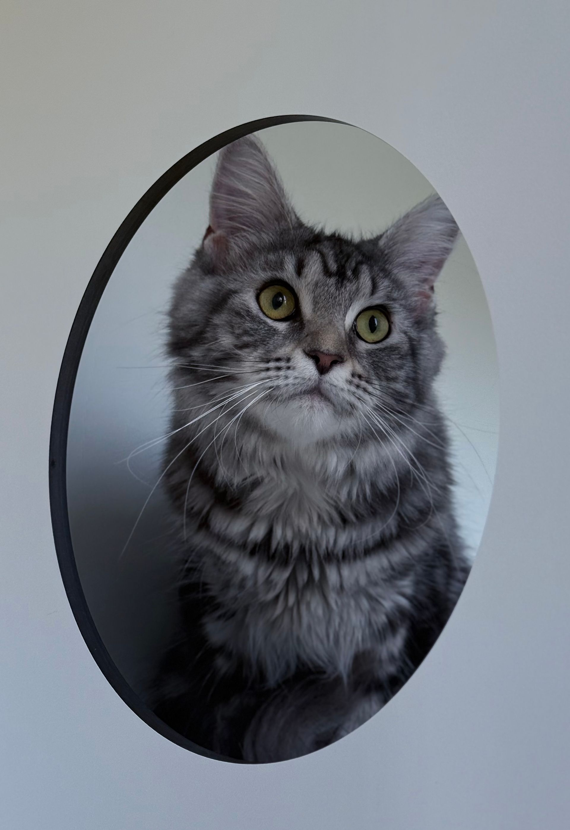 Mon doit etre hospitalisé, hospitalisation chat, mon chat est malade, médecine féline, clinique féline Lyon, vétérinaire chats Lyon, soins pour chats, clinique Cat Friendly Lyon, hôpital pour chats, bien-être félin, spécialiste chat Rhône, Entrechats Lyon, consultation vétérinaire chat, vétérinaire chat Lyon, mon chat et moi Lyon, mon chat et moi Rhône, vaccination chat Lyon, médecine féline, soins chat, vétérinaire félin Rhône, check-up chat, prévention santé chat, vétérinaire comportement chat, chat stressé vétérinaire, chat agressif vétérinaire, comportement félin, clinique Cat Friendly Lyon, bien-être félin, soins doux chat, apaiser chat, hospitalisation chat, chirurgie féline, anesthésie chat, soins post-opératoires chat, hôpital vétérinaire Rhône, clinique féline Lyon, surveillance vétérinaire chat, chirurgie douce chat, nutrition féline, alimentation chat, prévention maladies chat, conseils vétérinaires chat, suivi de poids chat, santé féline Lyon, vétérinaire nutrition chat,clinique Cat Friendly Lyon, équipe vétérinaire chats, vétérinaire félin Lyon, médecine du chat, bien-être félin, soins respectueux, spécialiste chat Lyon, conseils vétérinaires chat, blog chat, santé du chat, comportement félin, soins chat Lyon, prévention chat