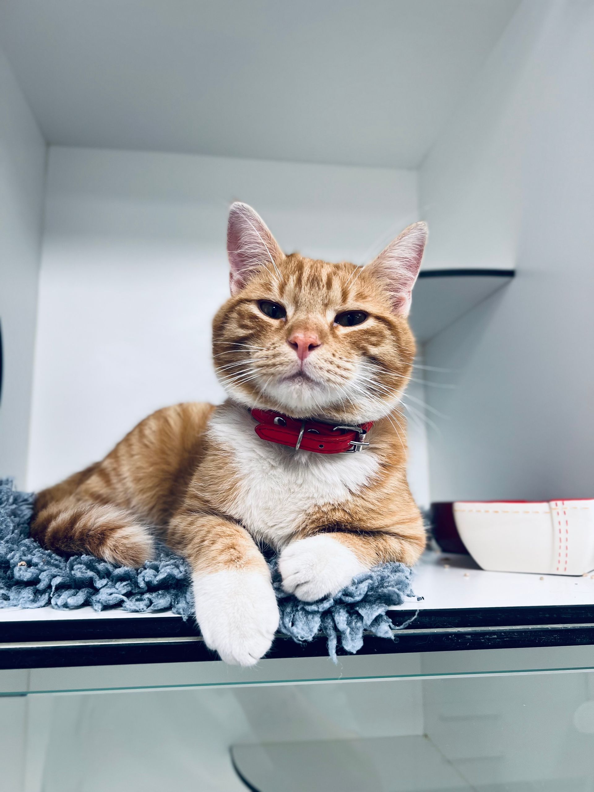 clinique vétérinaire féline, vétérinaire pour chats, vétérinaire spécialiste du chat, médecine féline, clinique féline Lyon, vétérinaire chats Lyon, soins pour chats, clinique Cat Friendly Lyon, hôpital pour chats, bien-être félin, spécialiste chat Rhône, Entrechats Lyon, consultation vétérinaire chat, vétérinaire chat Lyon, mon chat et moi Lyon, mon chat et moi Rhône, vaccination chat Lyon, médecine féline, soins chat, vétérinaire félin Rhône, check-up chat, prévention santé chat, vétérinaire comportement chat, chat stressé vétérinaire, chat agressif vétérinaire, comportement félin, clinique Cat Friendly Lyon, bien-être félin, soins doux chat, apaiser chat, hospitalisation chat, chirurgie féline, anesthésie chat, soins post-opératoires chat, hôpital vétérinaire Rhône, clinique féline Lyon, surveillance vétérinaire chat, chirurgie douce chat, nutrition féline, alimentation chat, prévention maladies chat, conseils vétérinaires chat, suivi de poids chat, santé féline Lyon, vétérinaire nutrition chat,clinique Cat Friendly Lyon, équipe vétérinaire chats, vétérinaire félin Lyon, médecine du chat, bien-être félin, soins respectueux, spécialiste chat Lyon, conseils vétérinaires chat, blog chat, santé du chat, comportement félin, soins chat Lyon, prévention chat,