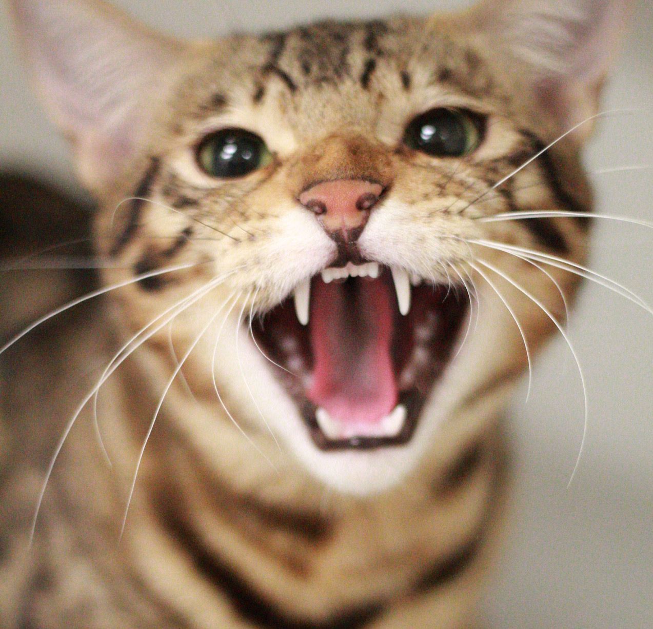 mon chat est agressif, mon chat a des problèmes de comportement ,clinique vétérinaire féline, vétérinaire pour chats, vétérinaire spécialiste du chat, médecine féline, clinique féline Lyon, vétérinaire chats Lyon, soins pour chats, clinique Cat Friendly Lyon, hôpital pour chats, bien-être félin, spécialiste chat Rhône, Entrechats Lyon, consultation vétérinaire chat, vétérinaire chat Lyon, mon chat et moi Lyon, mon chat et moi Rhône, vaccination chat Lyon, médecine féline, soins chat, vétérinaire félin Rhône, check-up chat, prévention santé chat, vétérinaire comportement chat, chat stressé vétérinaire, chat agressif vétérinaire, comportement félin, clinique Cat Friendly Lyon, bien-être félin, soins doux chat, apaiser chat, hospitalisation chat, chirurgie féline, anesthésie chat, soins post-opératoires chat, hôpital vétérinaire Rhône, clinique féline Lyon, surveillance vétérinaire chat, chirurgie douce chat, nutrition féline, alimentation chat, prévention maladies chat, conseils vétérinaires chat, suivi de poids chat, santé féline Lyon, vétérinaire nutrition chat,clinique Cat Friendly Lyon, équipe vétérinaire chats, vétérinaire félin Lyon, médecine du chat, bien-être félin, soins respectueux, spécialiste chat Lyon, conseils vétérinaires chat, blog chat, santé du chat, comportement félin, soins chat Lyon, prévention chat,