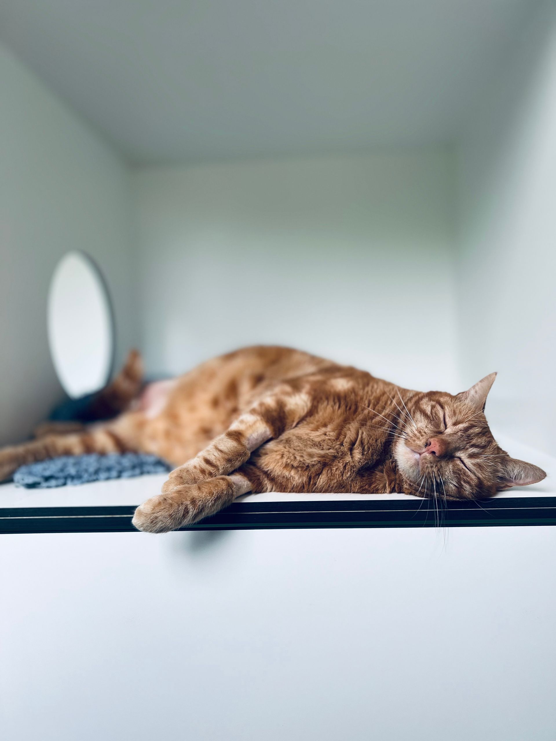 clinique vétérinaire féline, vétérinaire pour chats, vétérinaire spécialiste du chat, médecine féline, clinique féline Lyon, vétérinaire chats Lyon, soins pour chats, clinique Cat Friendly Lyon, hôpital pour chats, bien-être félin, spécialiste chat Rhône, Entrechats Lyon, consultation vétérinaire chat, vétérinaire chat Lyon, mon chat et moi Lyon, mon chat et moi Rhône, vaccination chat Lyon, médecine féline, soins chat, vétérinaire félin Rhône, check-up chat, prévention santé chat, vétérinaire comportement chat, chat stressé vétérinaire, chat agressif vétérinaire, comportement félin, clinique Cat Friendly Lyon, bien-être félin, soins doux chat, apaiser chat, hospitalisation chat, chirurgie féline, anesthésie chat, soins post-opératoires chat, hôpital vétérinaire Rhône, clinique féline Lyon, surveillance vétérinaire chat, chirurgie douce chat, nutrition féline, alimentation chat, prévention maladies chat, conseils vétérinaires chat, suivi de poids chat, santé féline Lyon, vétérinaire nutrition chat,clinique Cat Friendly Lyon, équipe vétérinaire chats, vétérinaire félin Lyon, médecine du chat, bien-être félin, soins respectueux, spécialiste chat Lyon, conseils vétérinaires chat, blog chat, santé du chat, comportement félin, soins chat Lyon, prévention chat,