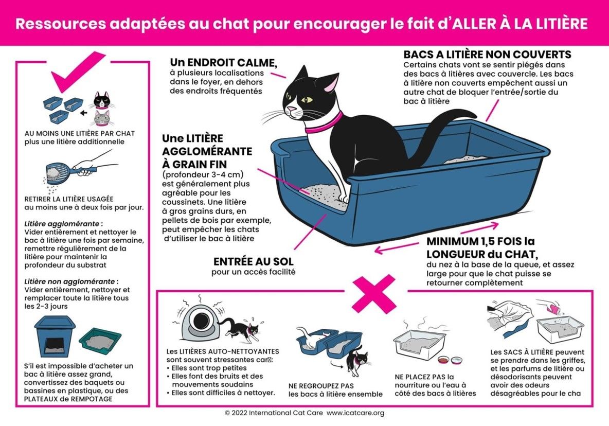 mon chat est malpropre, mon chat fait a cote de sa lititere, mon chat pisse partout, mon chat ne va pas dans la litière, mon chat fait du marquage urinaire, mon chat est pas propre, comment faire pour que mon chat fasse pipi dans la litière, mon chat urine sur les canapés, mon chat urine sur les lits, Entrechats Lyon, consultation vétérinaire chat, vétérinaire chat Lyon, mon chat et moi Lyon, mon chat et moi Rhône, vaccination chat Lyon, médecine féline, soins chat, vétérinaire félin Rhône, check-up chat, prévention santé chat, vétérinaire comportement chat, chat stressé vétérinaire, chat agressif vétérinaire, comportement félin, clinique Cat Friendly Lyon, bien-être félin, soins doux chat, apaiser chat, hospitalisation chat, chirurgie féline, anesthésie chat, soins post-opératoires chat, hôpital vétérinaire Rhône, clinique féline Lyon, surveillance vétérinaire chat, chirurgie douce chat, nutrition féline, alimentation chat, prévention maladies chat, conseils vétérinaires chat, suivi de poids chat, santé féline Lyon, vétérinaire nutrition chat,clinique Cat Friendly Lyon, équipe vétérinaire chats, vétérinaire félin Lyon, médecine du chat, bien-être félin, soins respectueux, spécialiste chat Lyon, conseils vétérinaires chat, blog chat, santé du chat, comportement félin, soins chat Lyon, prévention chat