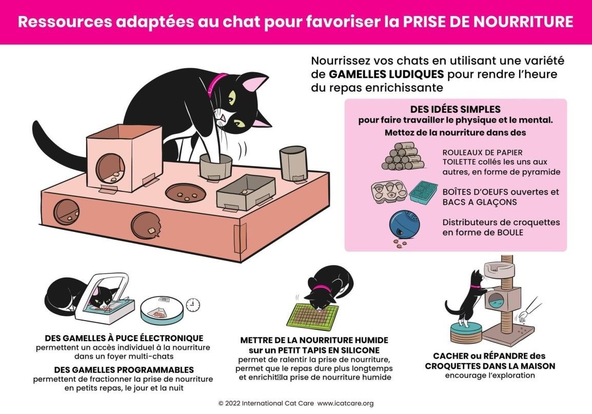 mon chat est malpropre, mon chat fait a cote de sa lititere, mon chat pisse partout, mon chat ne va pas dans la litière, mon chat fait du marquage urinaire, mon chat est pas propre, comment faire pour que mon chat fasse pipi dans la litière, mon chat urine sur les canapés, mon chat urine sur les lits, Entrechats Lyon, consultation vétérinaire chat, vétérinaire chat Lyon, mon chat et moi Lyon, mon chat et moi Rhône, vaccination chat Lyon, médecine féline, soins chat, vétérinaire félin Rhône, check-up chat, prévention santé chat, vétérinaire comportement chat, chat stressé vétérinaire, chat agressif vétérinaire, comportement félin, clinique Cat Friendly Lyon, bien-être félin, soins doux chat, apaiser chat, hospitalisation chat, chirurgie féline, anesthésie chat, soins post-opératoires chat, hôpital vétérinaire Rhône, clinique féline Lyon, surveillance vétérinaire chat, chirurgie douce chat, nutrition féline, alimentation chat, prévention maladies chat, conseils vétérinaires chat, suivi de poids chat, santé féline Lyon, vétérinaire nutrition chat,clinique Cat Friendly Lyon, équipe vétérinaire chats, vétérinaire félin Lyon, médecine du chat, bien-être félin, soins respectueux, spécialiste chat Lyon, conseils vétérinaires chat, blog chat, santé du chat, comportement félin, soins chat Lyon, prévention chat