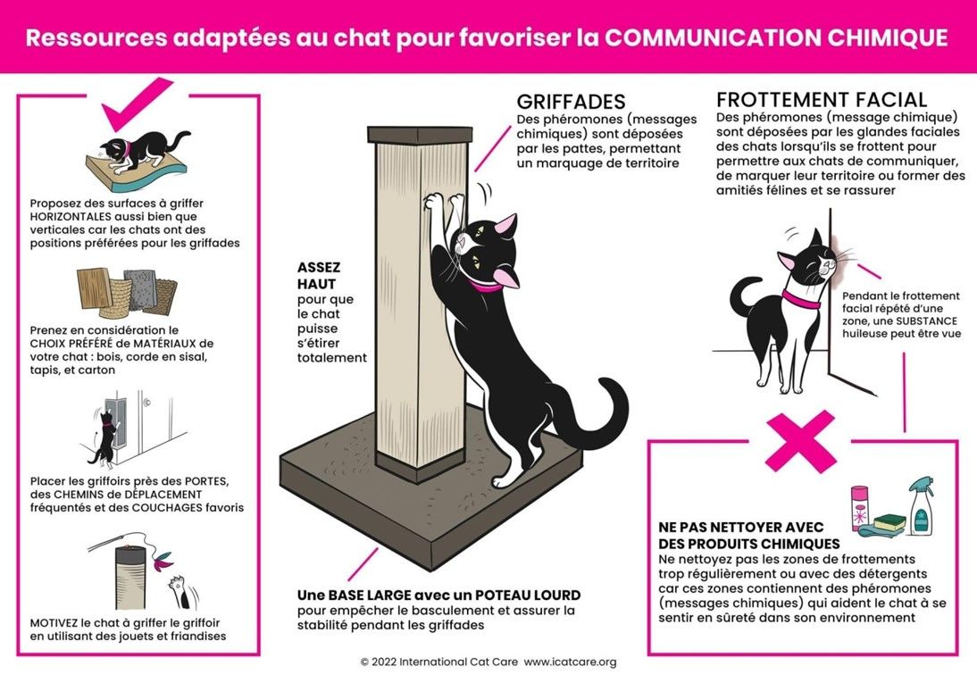 mon chat est malpropre, mon chat fait a cote de sa lititere, mon chat pisse partout, mon chat ne va pas dans la litière, mon chat fait du marquage urinaire, mon chat est pas propre, comment faire pour que mon chat fasse pipi dans la litière, mon chat urine sur les canapés, mon chat urine sur les lits, Entrechats Lyon, consultation vétérinaire chat, vétérinaire chat Lyon, mon chat et moi Lyon, mon chat et moi Rhône, vaccination chat Lyon, médecine féline, soins chat, vétérinaire félin Rhône, check-up chat, prévention santé chat, vétérinaire comportement chat, chat stressé vétérinaire, chat agressif vétérinaire, comportement félin, clinique Cat Friendly Lyon, bien-être félin, soins doux chat, apaiser chat, hospitalisation chat, chirurgie féline, anesthésie chat, soins post-opératoires chat, hôpital vétérinaire Rhône, clinique féline Lyon, surveillance vétérinaire chat, chirurgie douce chat, nutrition féline, alimentation chat, prévention maladies chat, conseils vétérinaires chat, suivi de poids chat, santé féline Lyon, vétérinaire nutrition chat,clinique Cat Friendly Lyon, équipe vétérinaire chats, vétérinaire félin Lyon, médecine du chat, bien-être félin, soins respectueux, spécialiste chat Lyon, conseils vétérinaires chat, blog chat, santé du chat, comportement félin, soins chat Lyon, prévention chat