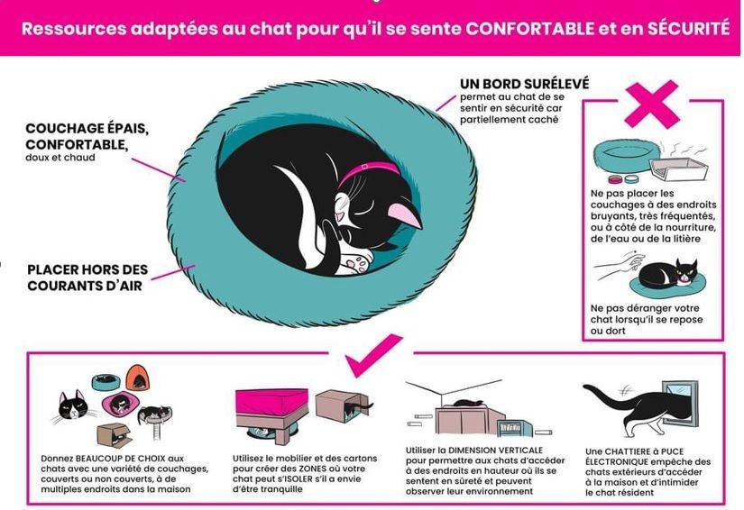 mon chat est malpropre, mon chat fait a cote de sa lititere, mon chat pisse partout, mon chat ne va pas dans la litière, mon chat fait du marquage urinaire, mon chat est pas propre, comment faire pour que mon chat fasse pipi dans la litière, mon chat urine sur les canapés, mon chat urine sur les lits, Entrechats Lyon, consultation vétérinaire chat, vétérinaire chat Lyon, mon chat et moi Lyon, mon chat et moi Rhône, vaccination chat Lyon, médecine féline, soins chat, vétérinaire félin Rhône, check-up chat, prévention santé chat, vétérinaire comportement chat, chat stressé vétérinaire, chat agressif vétérinaire, comportement félin, clinique Cat Friendly Lyon, bien-être félin, soins doux chat, apaiser chat, hospitalisation chat, chirurgie féline, anesthésie chat, soins post-opératoires chat, hôpital vétérinaire Rhône, clinique féline Lyon, surveillance vétérinaire chat, chirurgie douce chat, nutrition féline, alimentation chat, prévention maladies chat, conseils vétérinaires chat, suivi de poids chat, santé féline Lyon, vétérinaire nutrition chat,clinique Cat Friendly Lyon, équipe vétérinaire chats, vétérinaire félin Lyon, médecine du chat, bien-être félin, soins respectueux, spécialiste chat Lyon, conseils vétérinaires chat, blog chat, santé du chat, comportement félin, soins chat Lyon, prévention chat