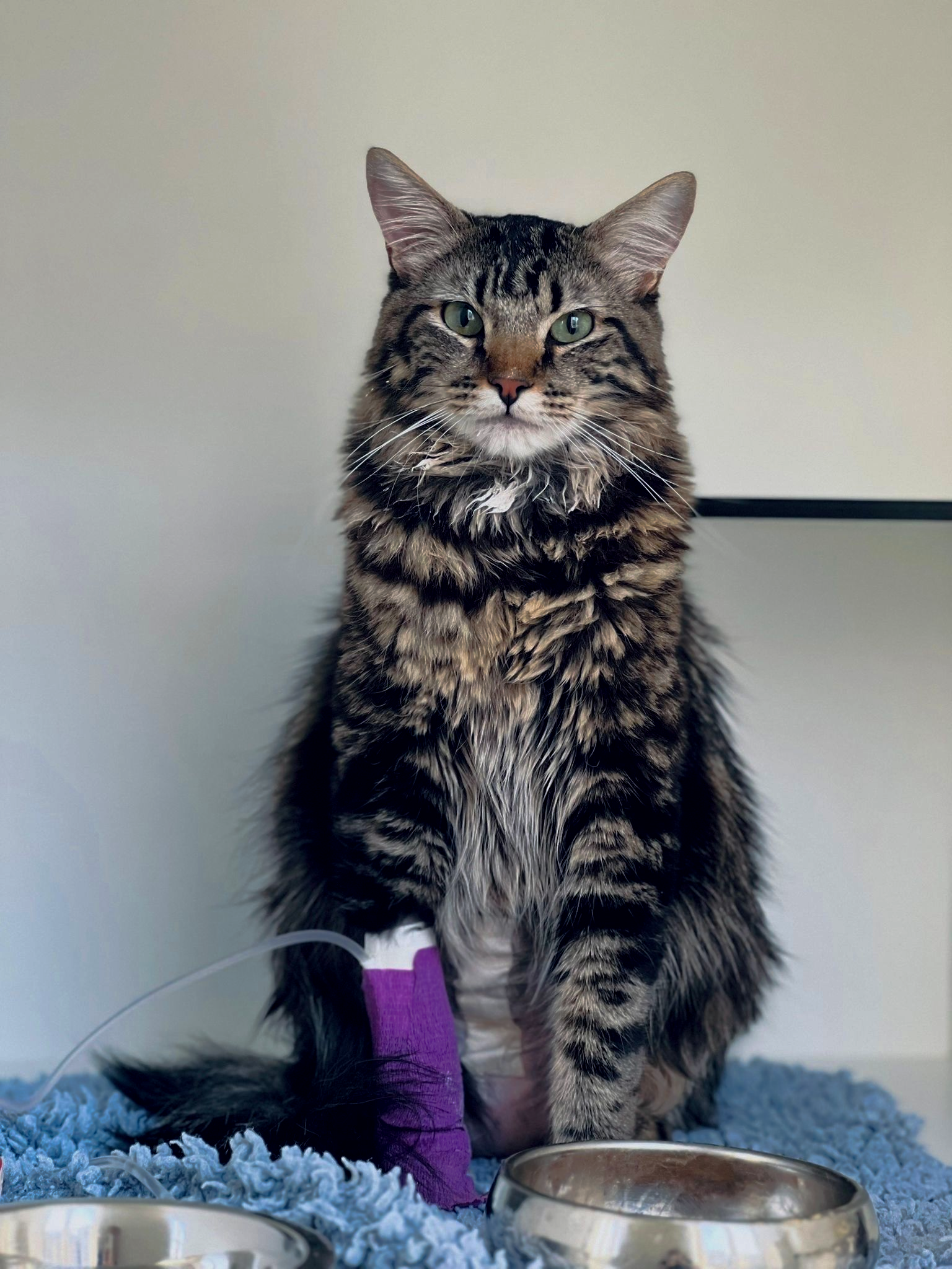 Mon doit etre hospitalisé, hospitalisation chat, mon chat est malade, médecine féline, clinique féline Lyon, vétérinaire chats Lyon, soins pour chats, clinique Cat Friendly Lyon, hôpital pour chats, bien-être félin, spécialiste chat Rhône, Entrechats Lyon, consultation vétérinaire chat, vétérinaire chat Lyon, mon chat et moi Lyon, mon chat et moi Rhône, vaccination chat Lyon, médecine féline, soins chat, vétérinaire félin Rhône, check-up chat, prévention santé chat, vétérinaire comportement chat, chat stressé vétérinaire, chat agressif vétérinaire, comportement félin, clinique Cat Friendly Lyon, bien-être félin, soins doux chat, apaiser chat, hospitalisation chat, chirurgie féline, anesthésie chat, soins post-opératoires chat, hôpital vétérinaire Rhône, clinique féline Lyon, surveillance vétérinaire chat, chirurgie douce chat, nutrition féline, alimentation chat, prévention maladies chat, conseils vétérinaires chat, suivi de poids chat, santé féline Lyon, vétérinaire nutrition chat,clinique Cat Friendly Lyon, équipe vétérinaire chats, vétérinaire félin Lyon, médecine du chat, bien-être félin, soins respectueux, spécialiste chat Lyon, conseils vétérinaires chat, blog chat, santé du chat, comportement félin, soins chat Lyon, prévention chat
