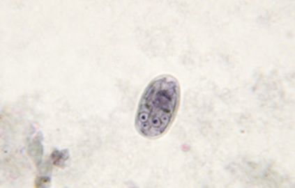 Teigne chat, teigne féline, mycose chat, infection cutanée chat, symptômes teigne chat, traitement teigne chat, teigne chat contagieuse humain, prévention teigne chat, soigner teigne chat naturellement, teigne chez le chat causes et soins, consultation vétérinaire teigne chat Entrechats Lyon, consultation vétérinaire chat, vétérinaire chat Lyon, mon chat et moi Lyon, mon chat et moi Rhône, vaccination chat Lyon, médecine féline, soins chat, vétérinaire félin Rhône, check-up chat, prévention santé chat, vétérinaire comportement chat, chat stressé vétérinaire, chat agressif vétérinaire, comportement félin, clinique Cat Friendly Lyon, bien-être félin, soins doux chat, apaiser chat, hospitalisation chat, chirurgie féline, anesthésie chat, soins post-opératoires chat, hôpital vétérinaire Rhône, clinique féline Lyon, surveillance vétérinaire chat, chirurgie douce chat, nutrition féline, alimentation chat, prévention maladies chat, conseils vétérinaires chat, suivi de poids chat, santé féline Lyon, vétérinaire nutrition chat,clinique Cat Friendly Lyon, équipe vétérinaire chats, vétérinaire félin Lyon, médecine du chat, bien-être félin, soins respectueux, spécialiste chat Lyon, conseils vétérinaires chat, blog chat, santé du chat, comportement félin, soins chat Lyon, prévention chat