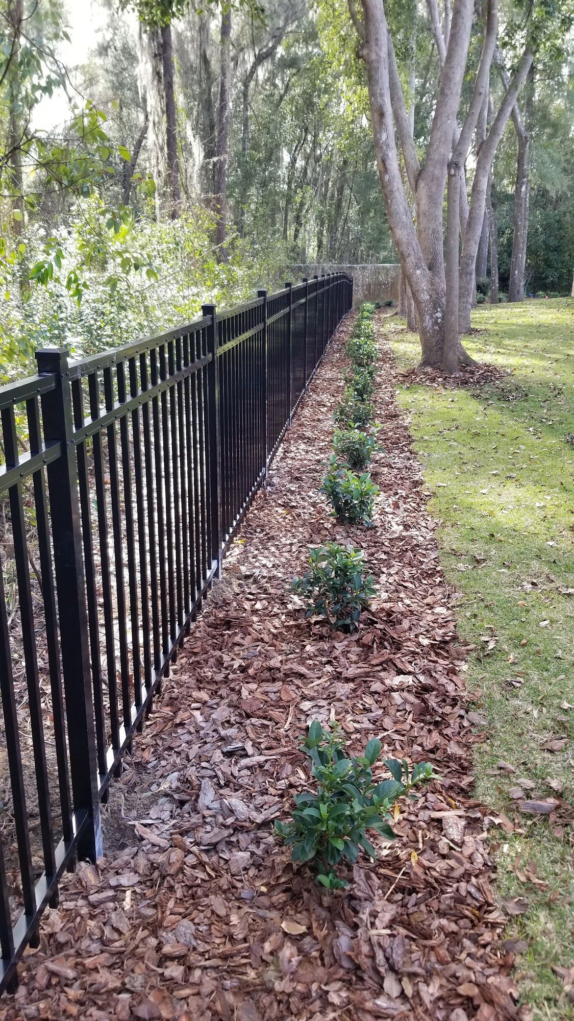 Black metal fence beside a mulched garden bed with small shrubs and large trees in a grassy yard