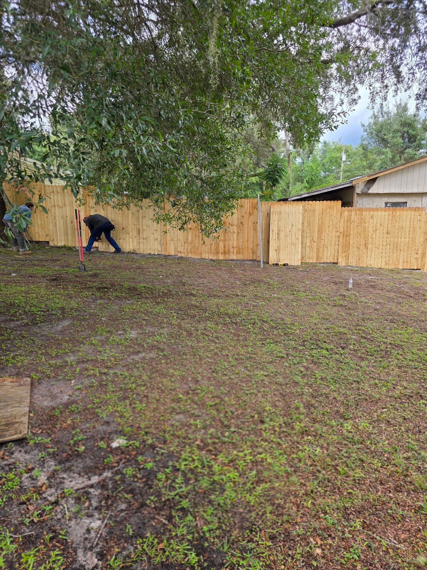 Person bending over in a muddy backyard beside a wooden fence and large tree