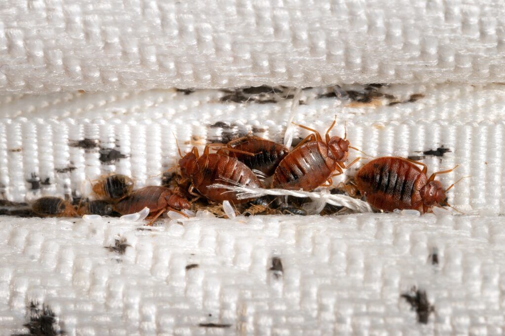 close up of bedbugs on dirty mattress one-off treatment and an ongoing plan could come down to a single ant species. naturewise Pest Control in Port Macquarie