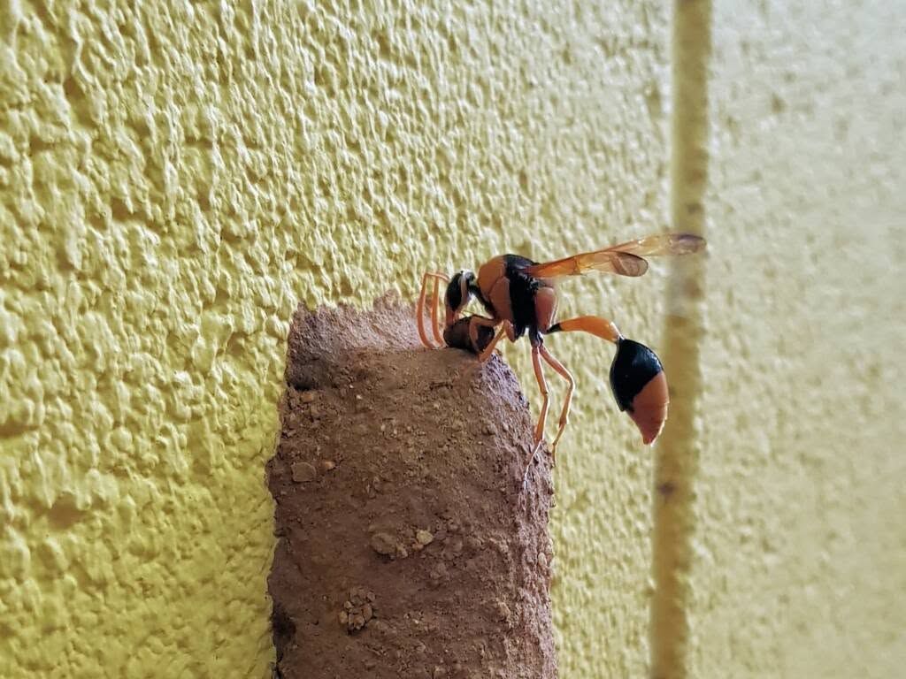Small Bee Perched on a Brick Wall — NatureWise Pest Control In Port Macquarie, NSW