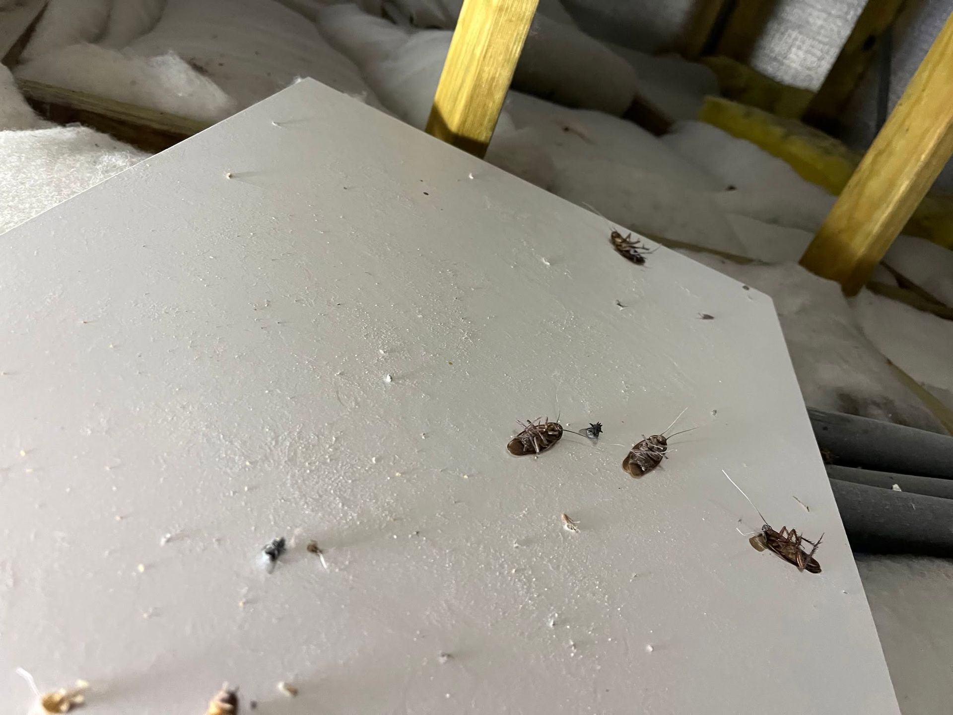 White Tray With Small Cockroaches on a Light Cluttered Surface — NatureWise Pest Control In Port Macquarie, NSW