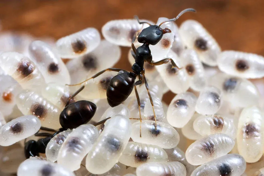 black house ant with eggs one-off treatment and an ongoing plan could come down to a single ant species. naturewise Pest Control in Port Macquarie