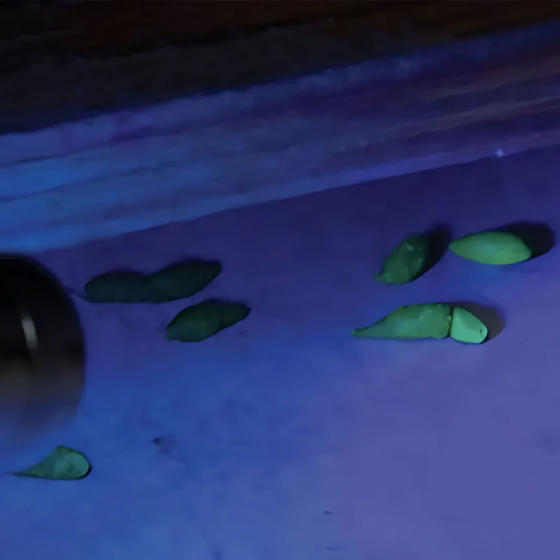 UV rodent bait non-toxic used to identify historic vs active rodent activity.  purple light illuminates rat droppings glowing green in roof cavity. pestrol australia naturewise pest control port macquarie nsw