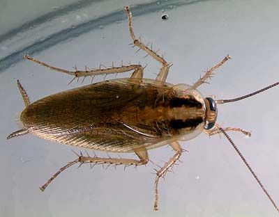 Cockroach, Brown Body With Dark Bands — NatureWise Pest Control In Port Macquarie, NSW