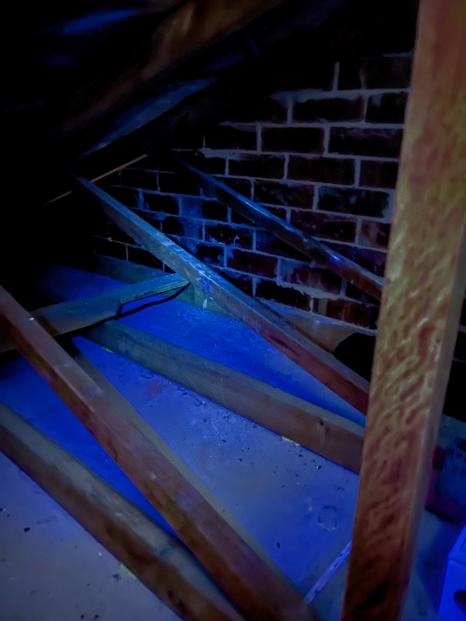 UV roof void inspection showing glowing activity signs on timber support during a rodent inspection