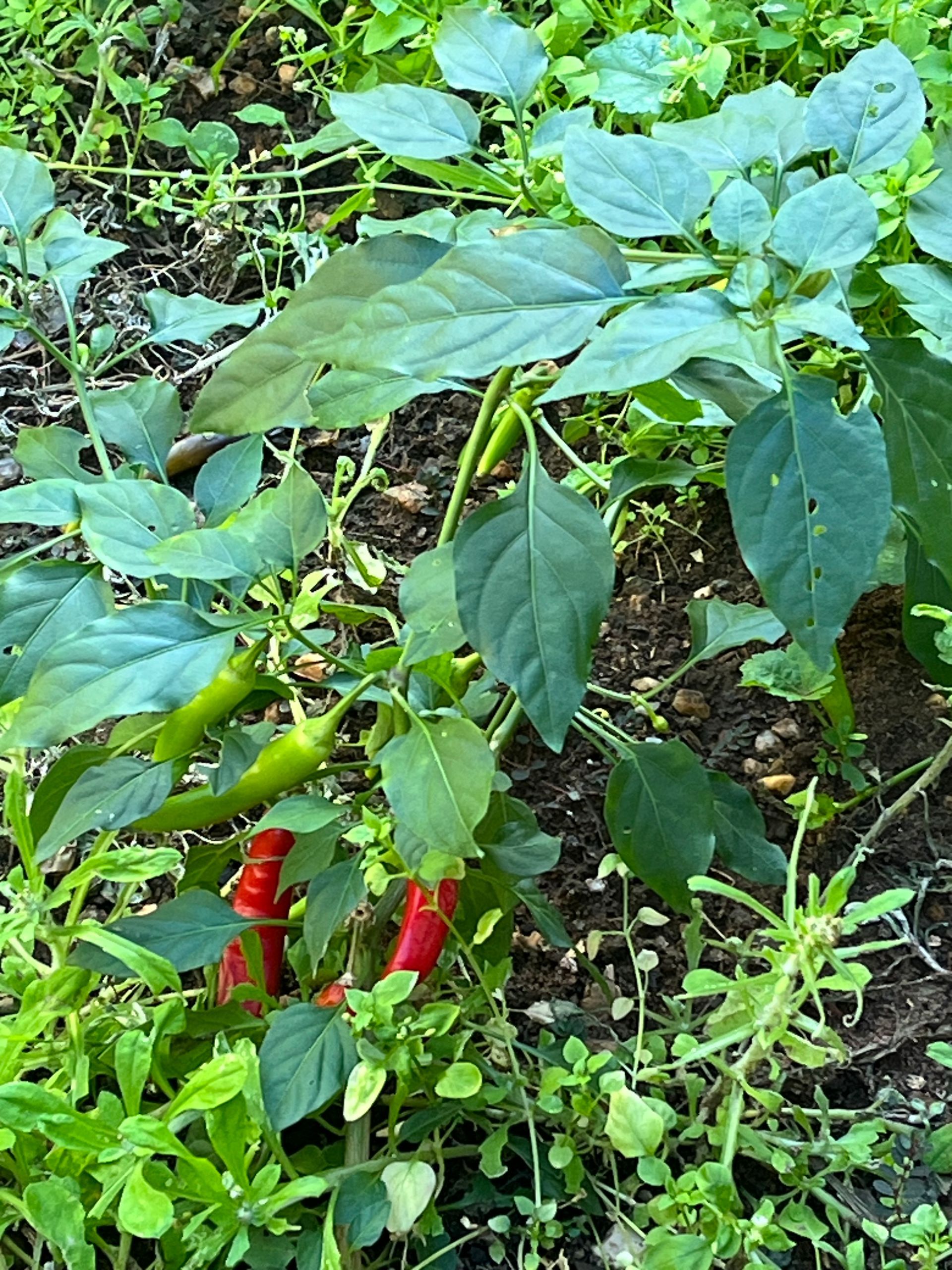 photo of chili plants rodent inspection in Port Macquarie.