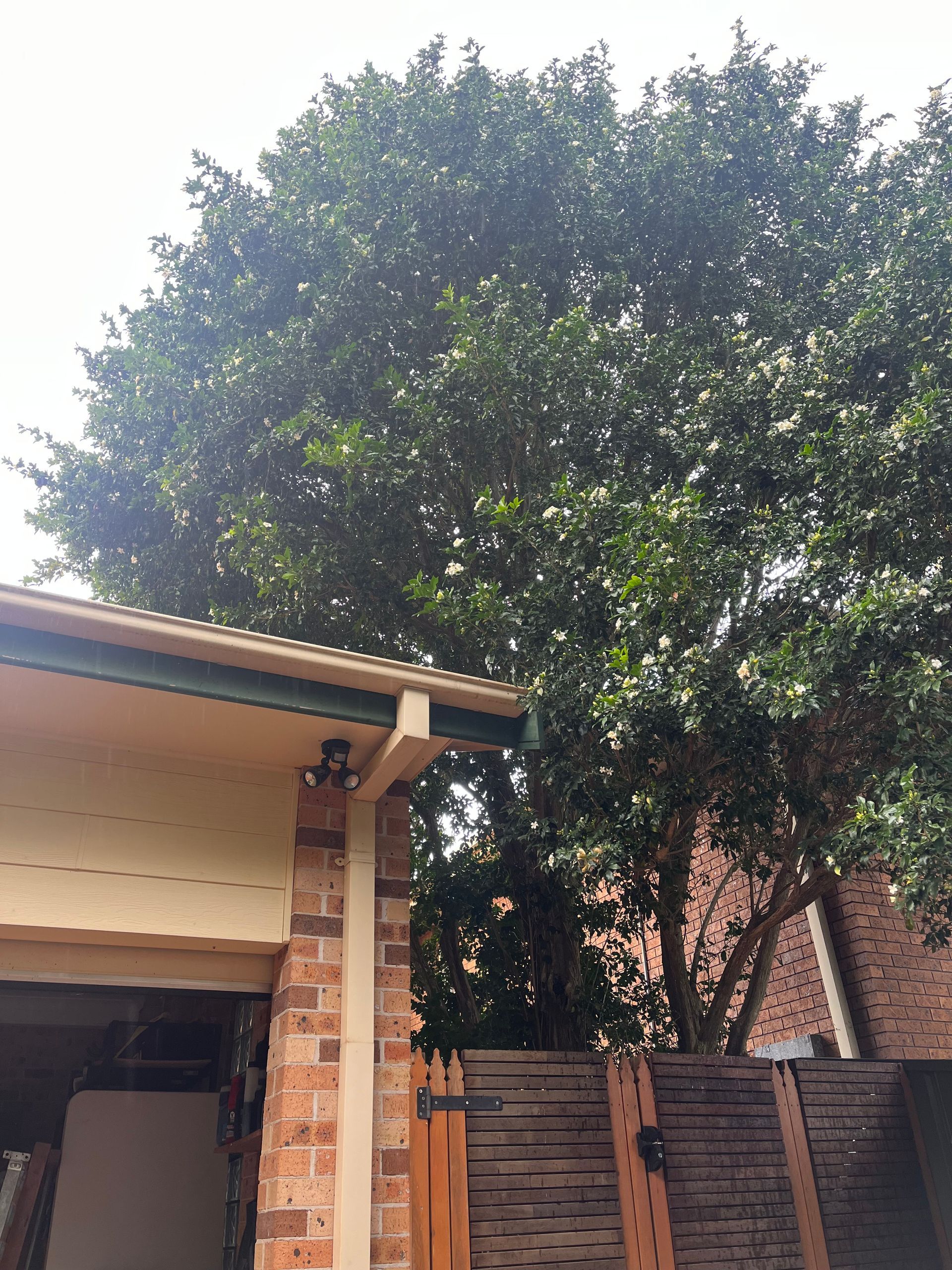 overhanging tree allows access to roof for both rodents and possums rodent inspection in Port Macquarie.