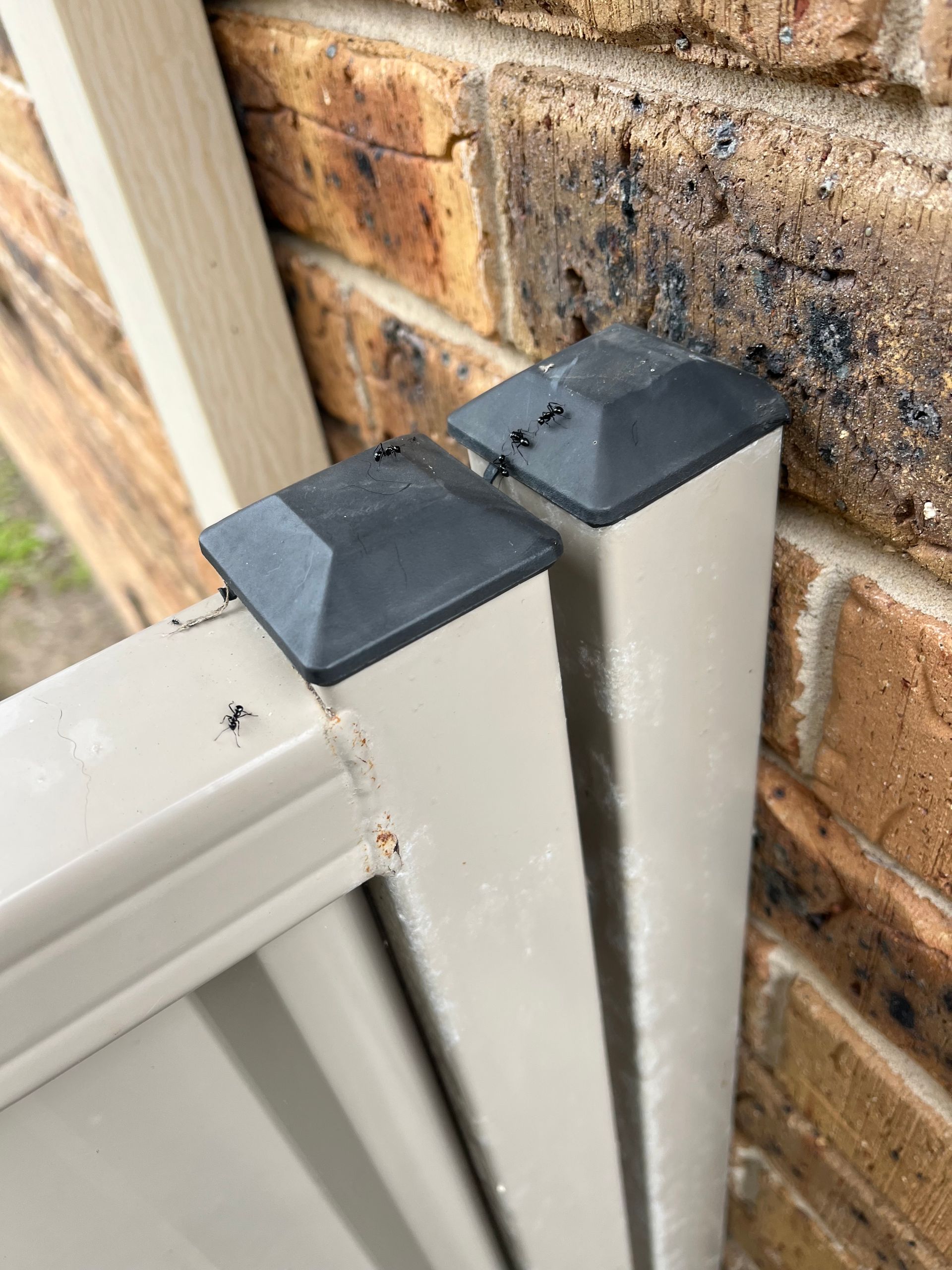 polyrhachis ants black on metal fence rodent inspection in Port Macquarie.