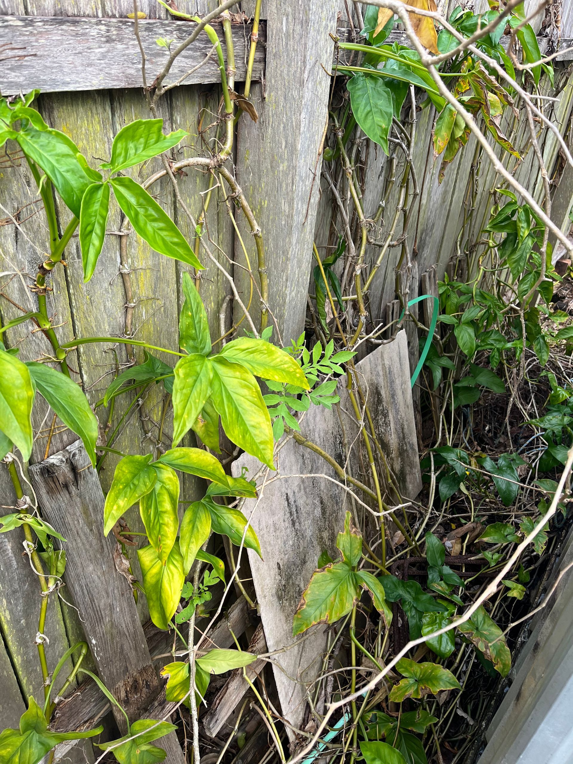 excess over grow plants and debris leading to ant infestation rodent inspection in Port Macquarie.