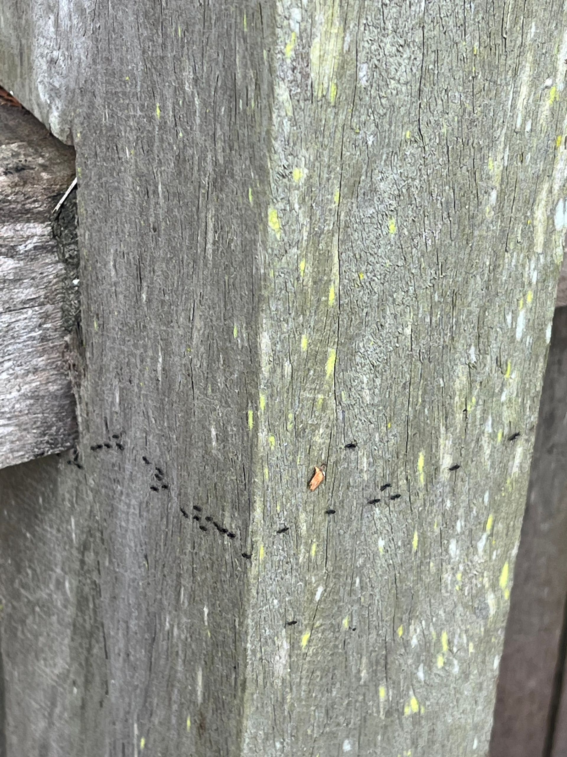 white footed ant trail infestation along wooden fence rodent inspection in Port Macquarie.