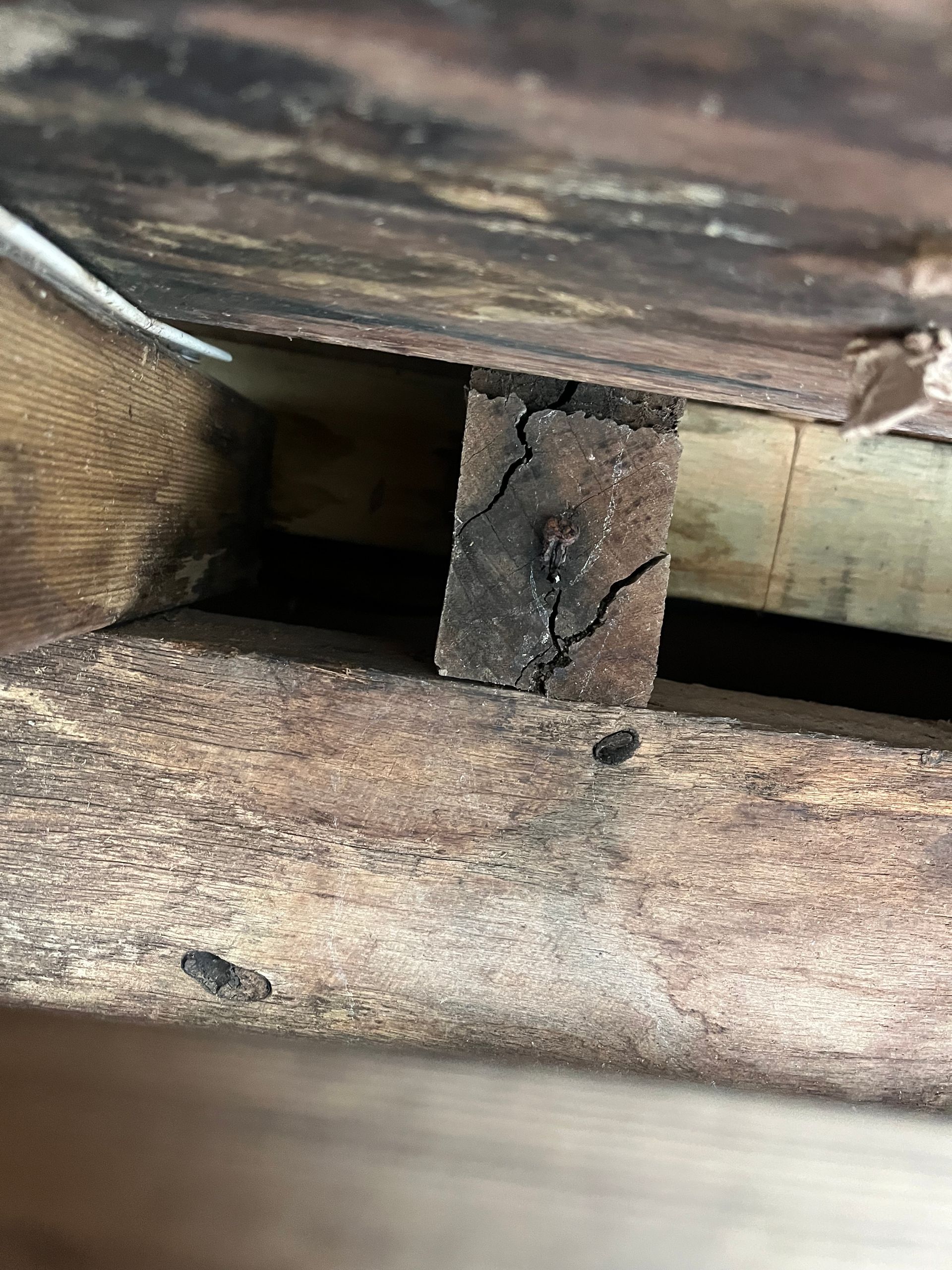 exposed wall void cavity found during rodent inspection in Port Macquarie.