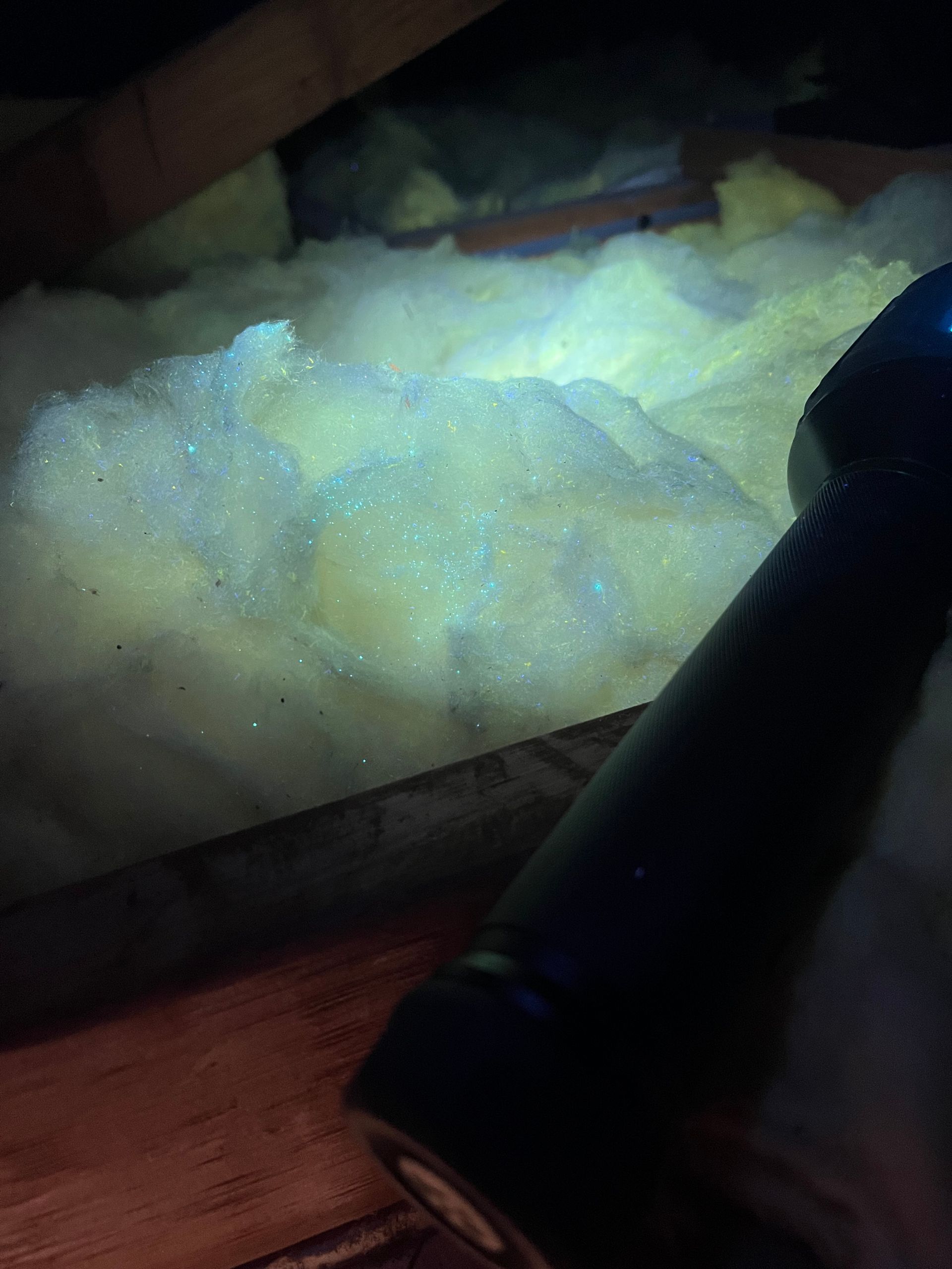 UV inspection in roof void shows glowing UV tracking dust reacting under UV torch a rodent inspection in Port Macquarie.