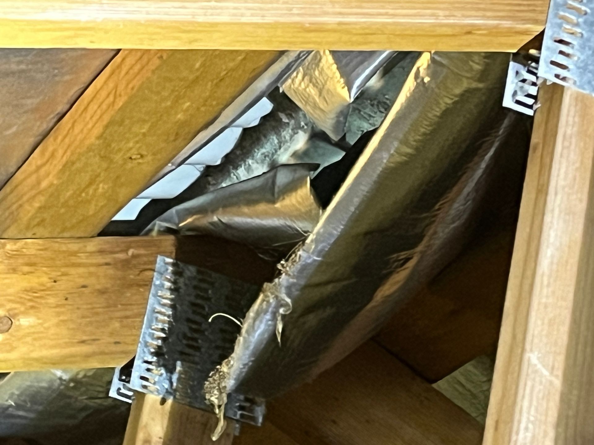 damage to sarking in roof void rodent entry point rodent inspection in Port Macquarie.