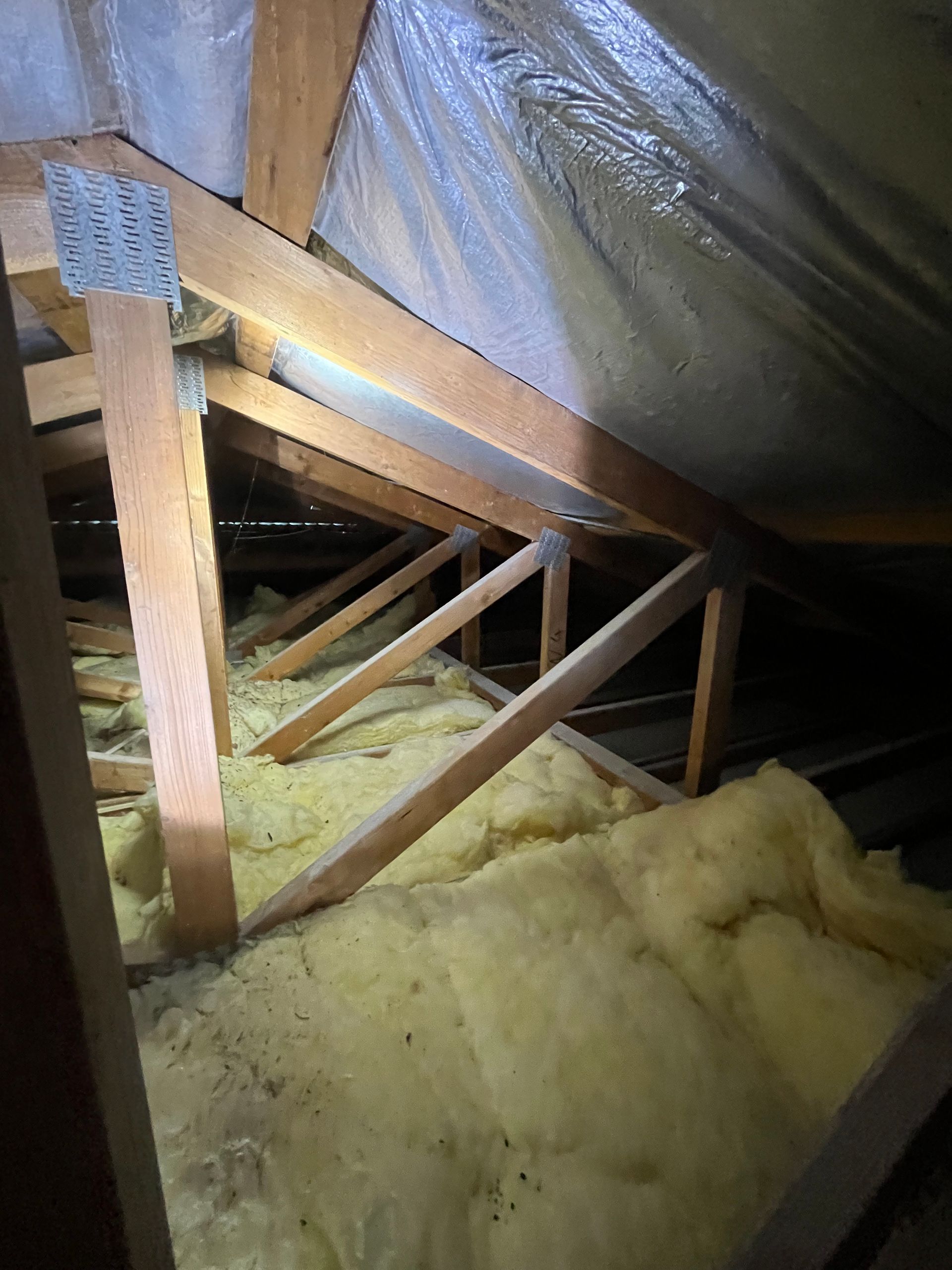 wide view of a roof void during rodent inspection in Port Macquarie.