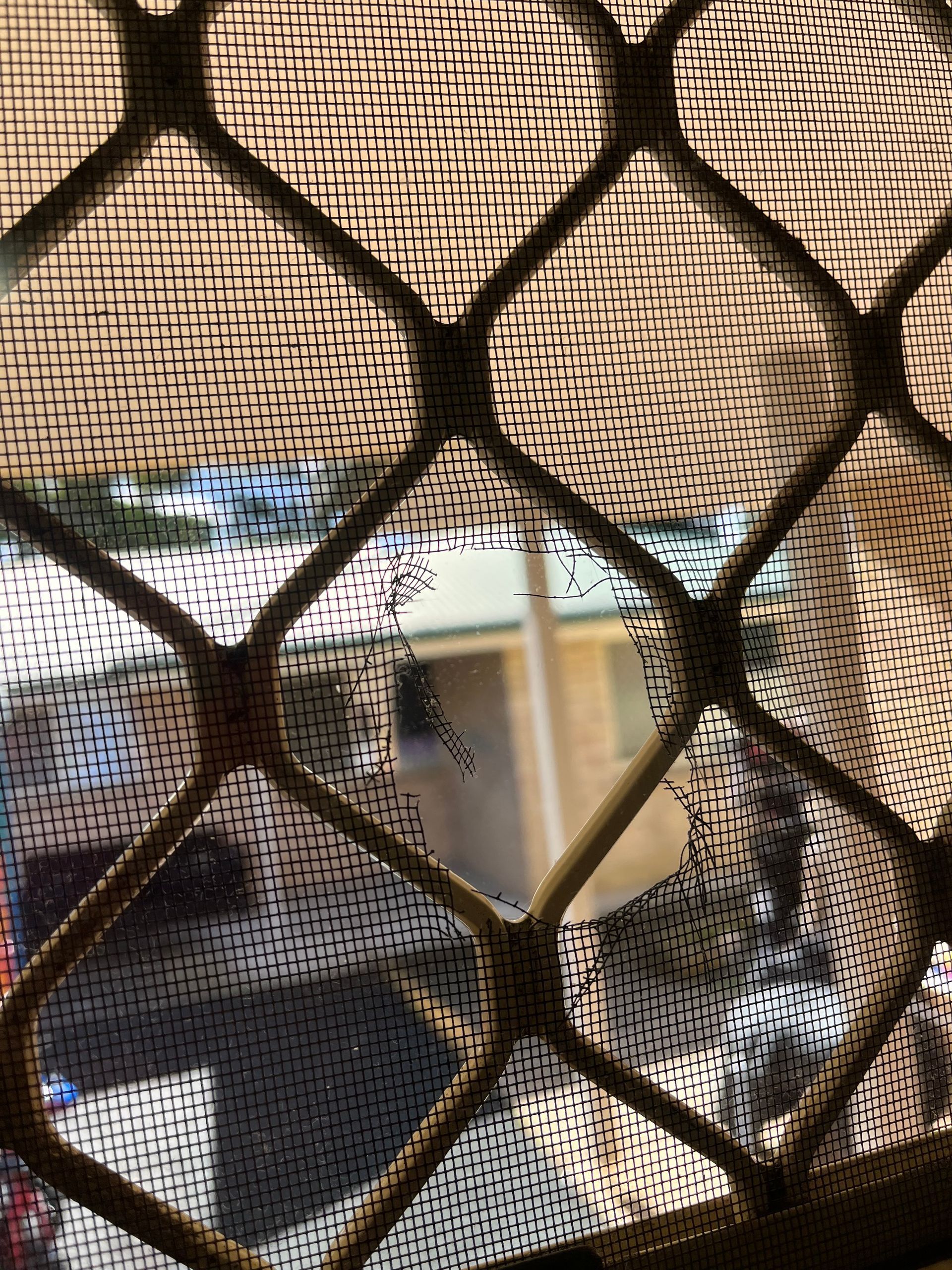 fly screen damage letting flying pests in home rodent inspection in Port Macquarie.