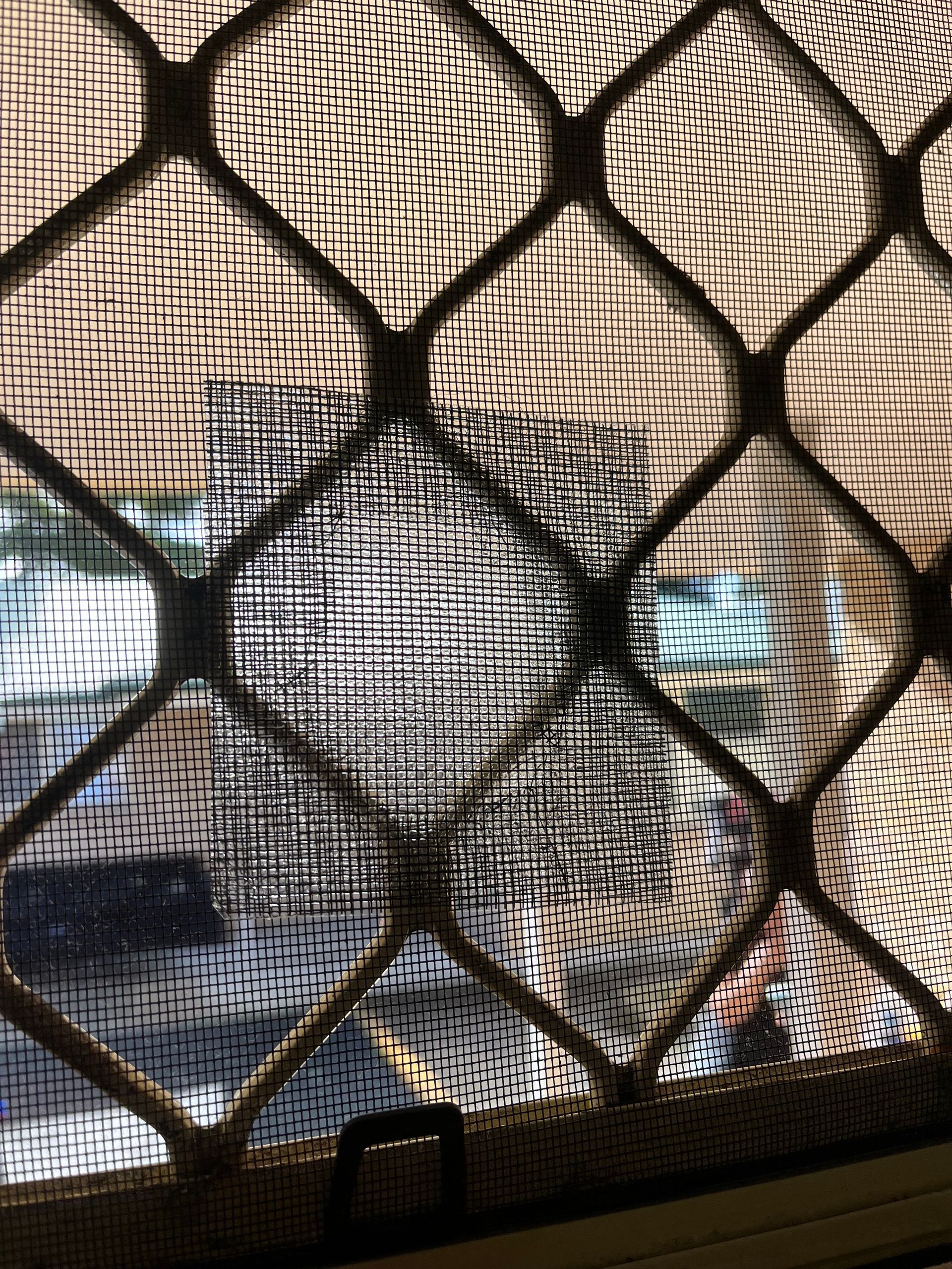 patched fly screen now prevents flying insects in home rodent inspection in Port Macquarie.